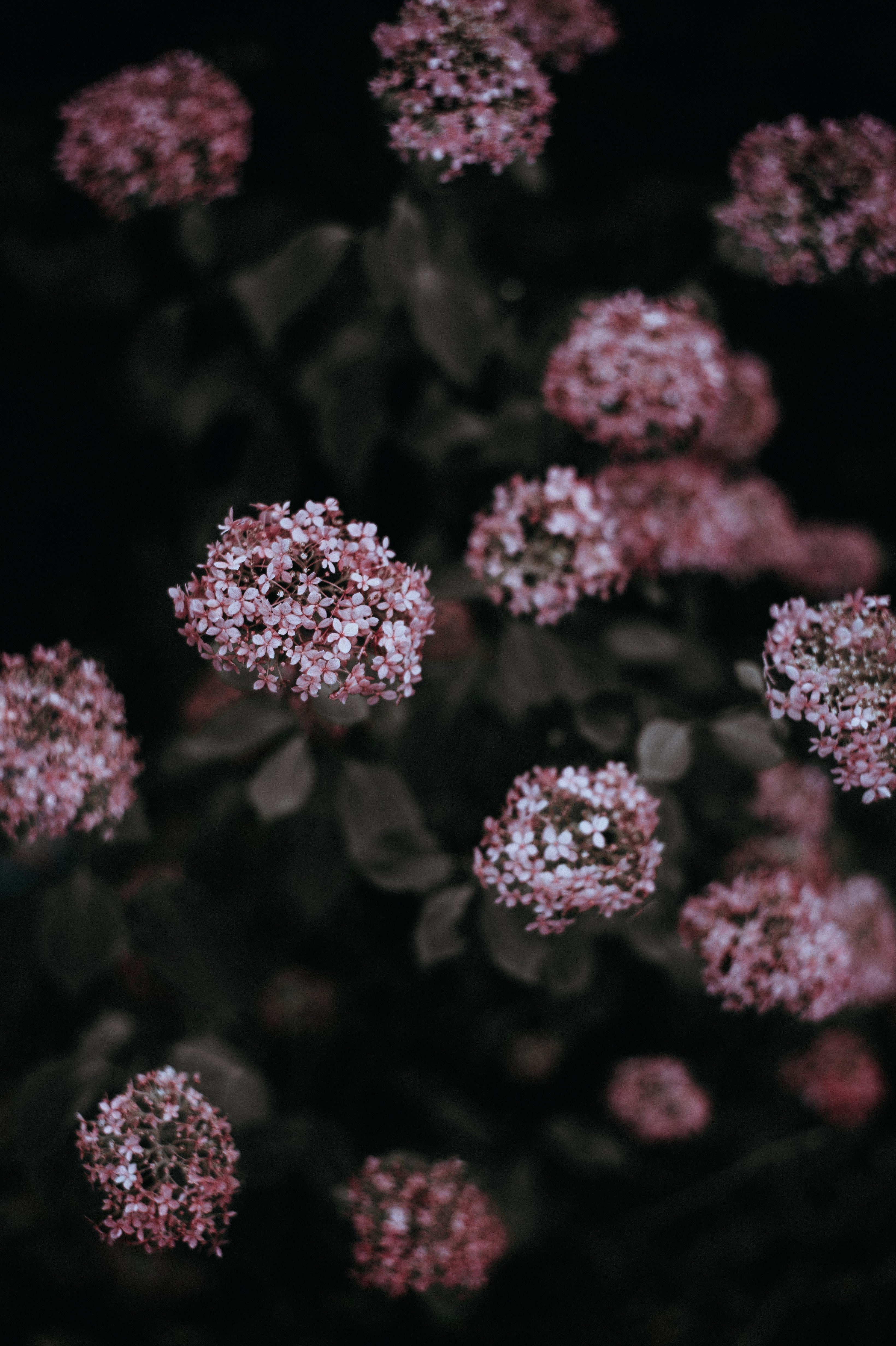 flower petal plant and leaf hd, 4k, Phone HD Wallpaper