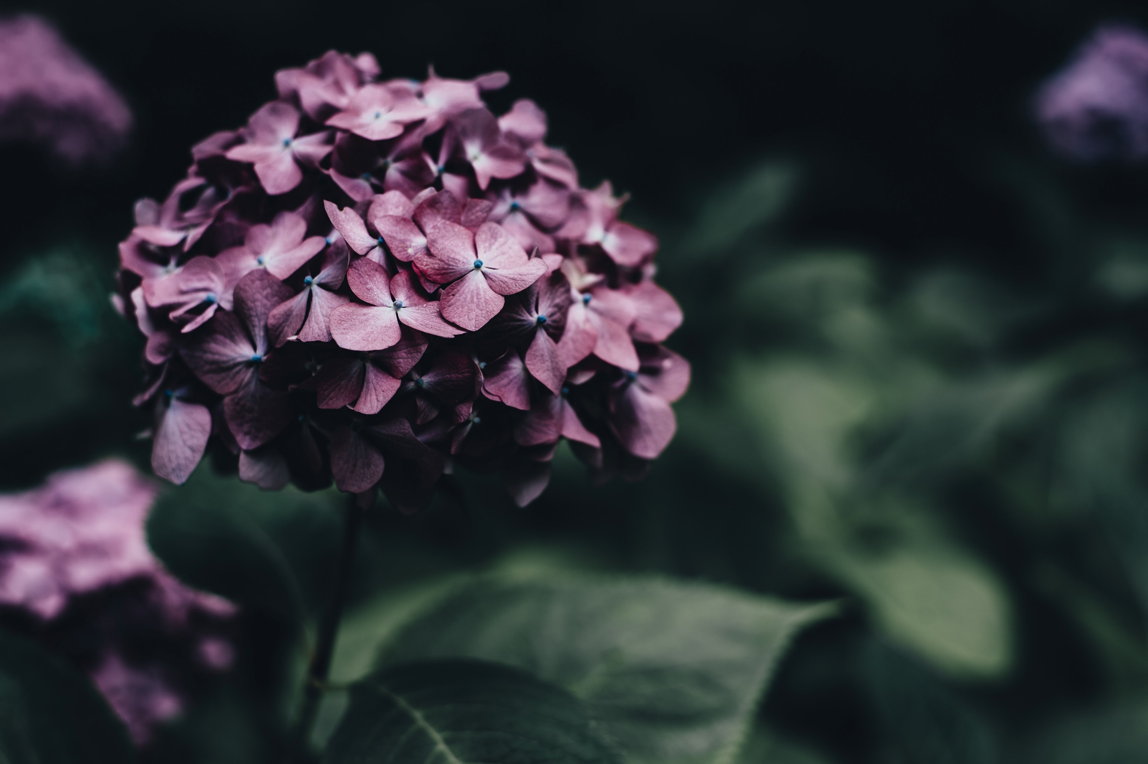 flower purple green and folk 4k, HD Wallpaper