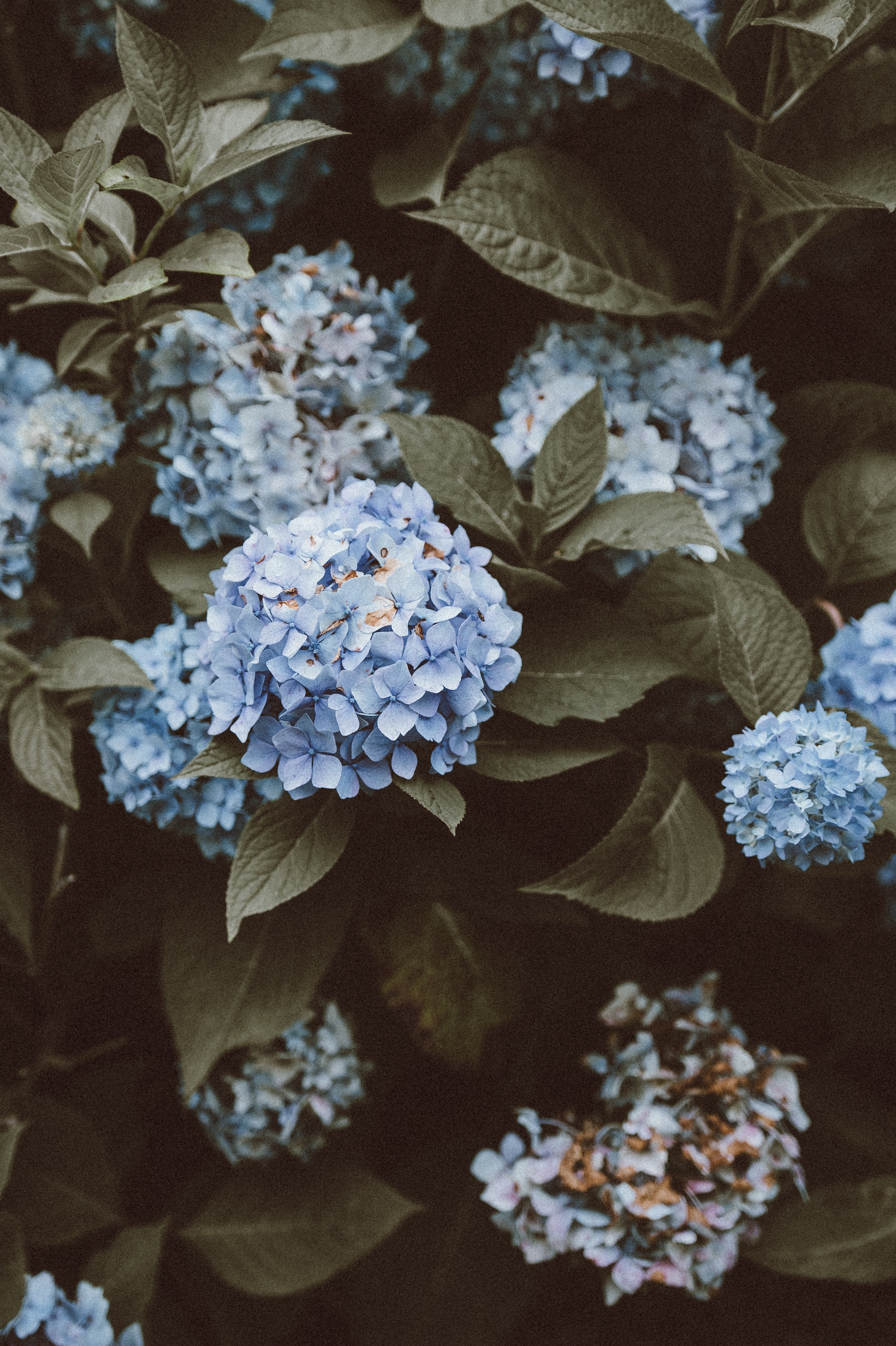 flower nature blue and blue flower hd, 4k, Phone HD Wallpaper