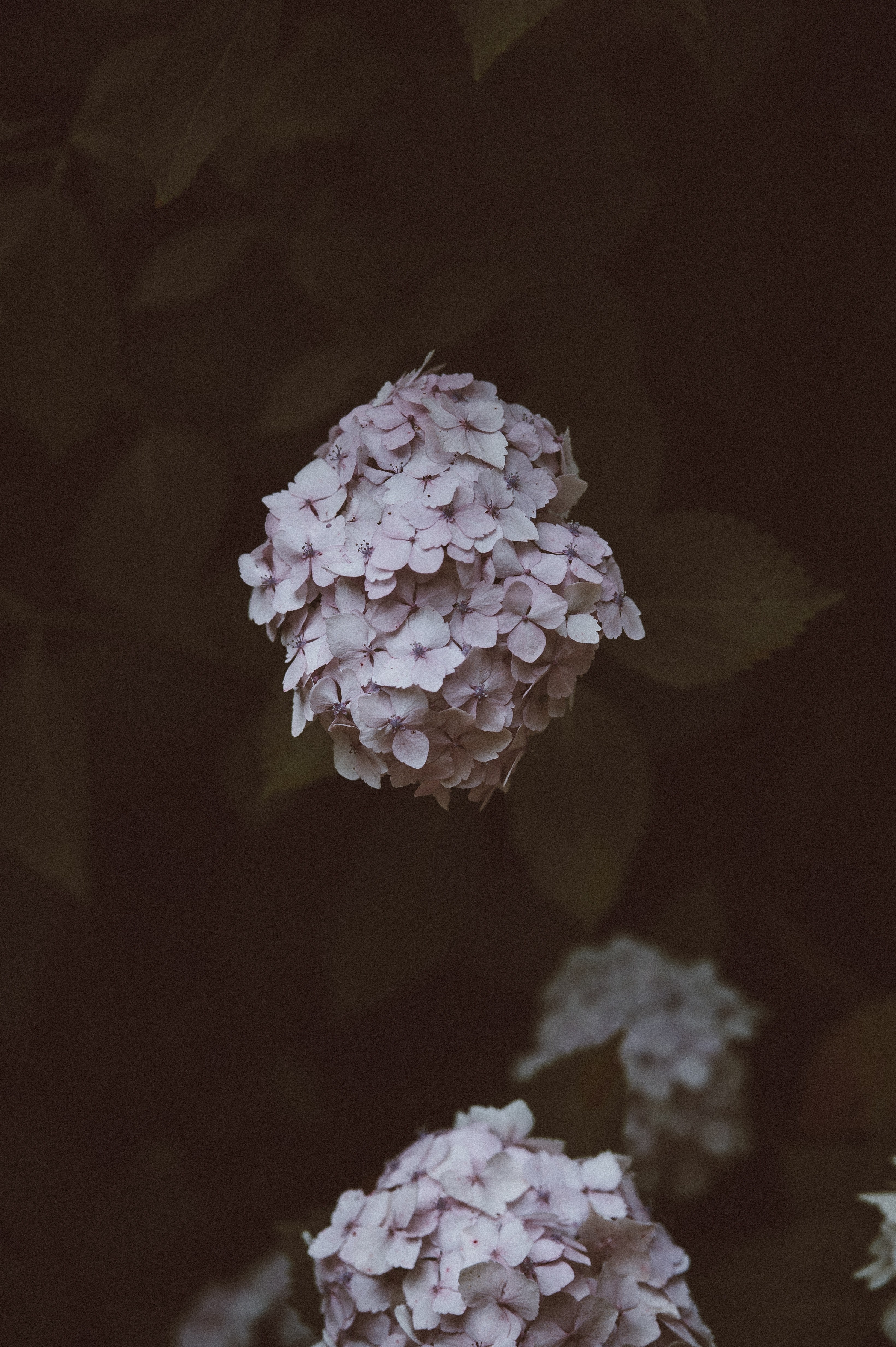 flower hydrangea petal and dark hd, 4k, Phone HD Wallpaper