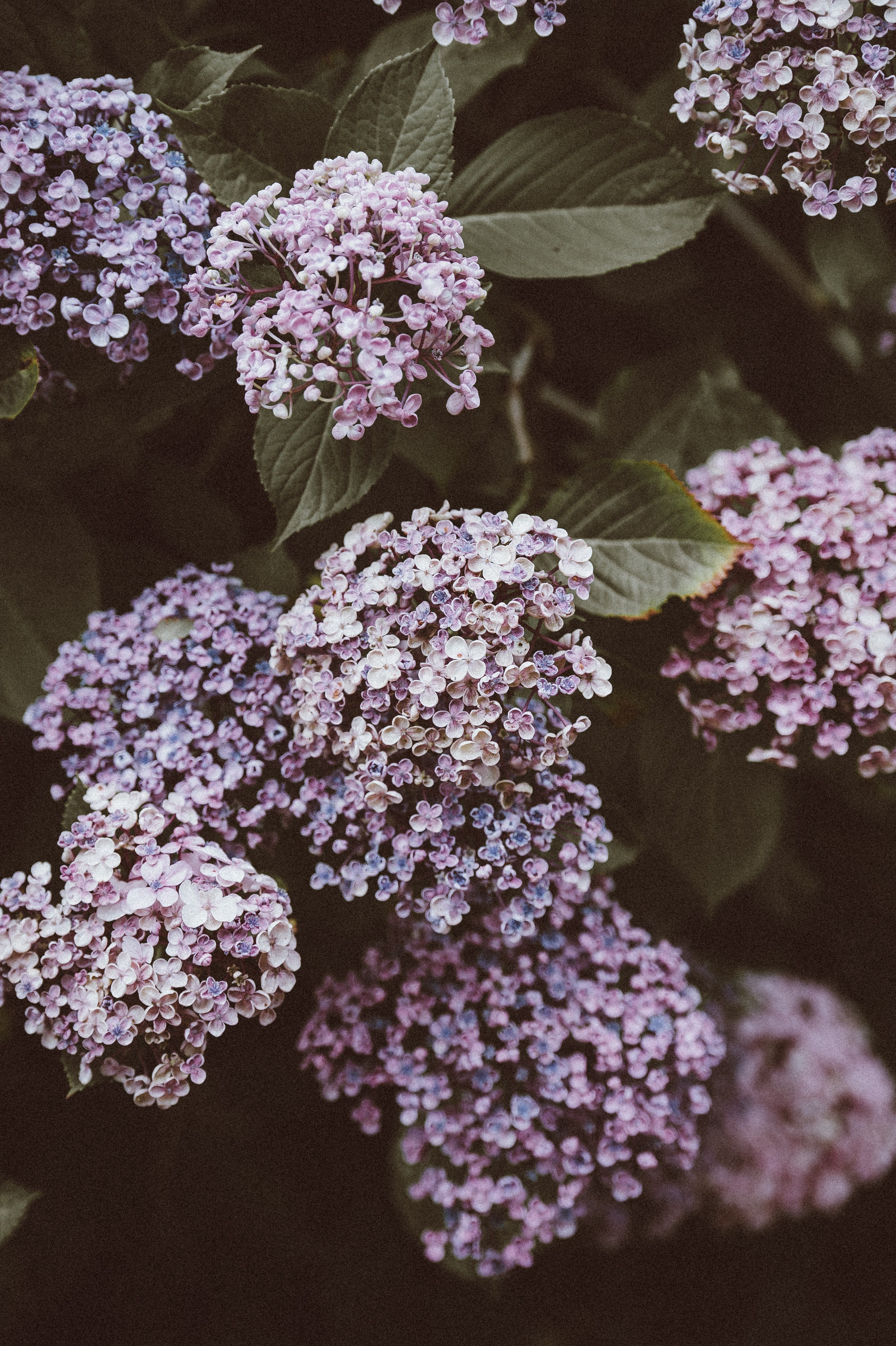 flowers leaves petals and purple hd, 4k, Phone HD Wallpaper