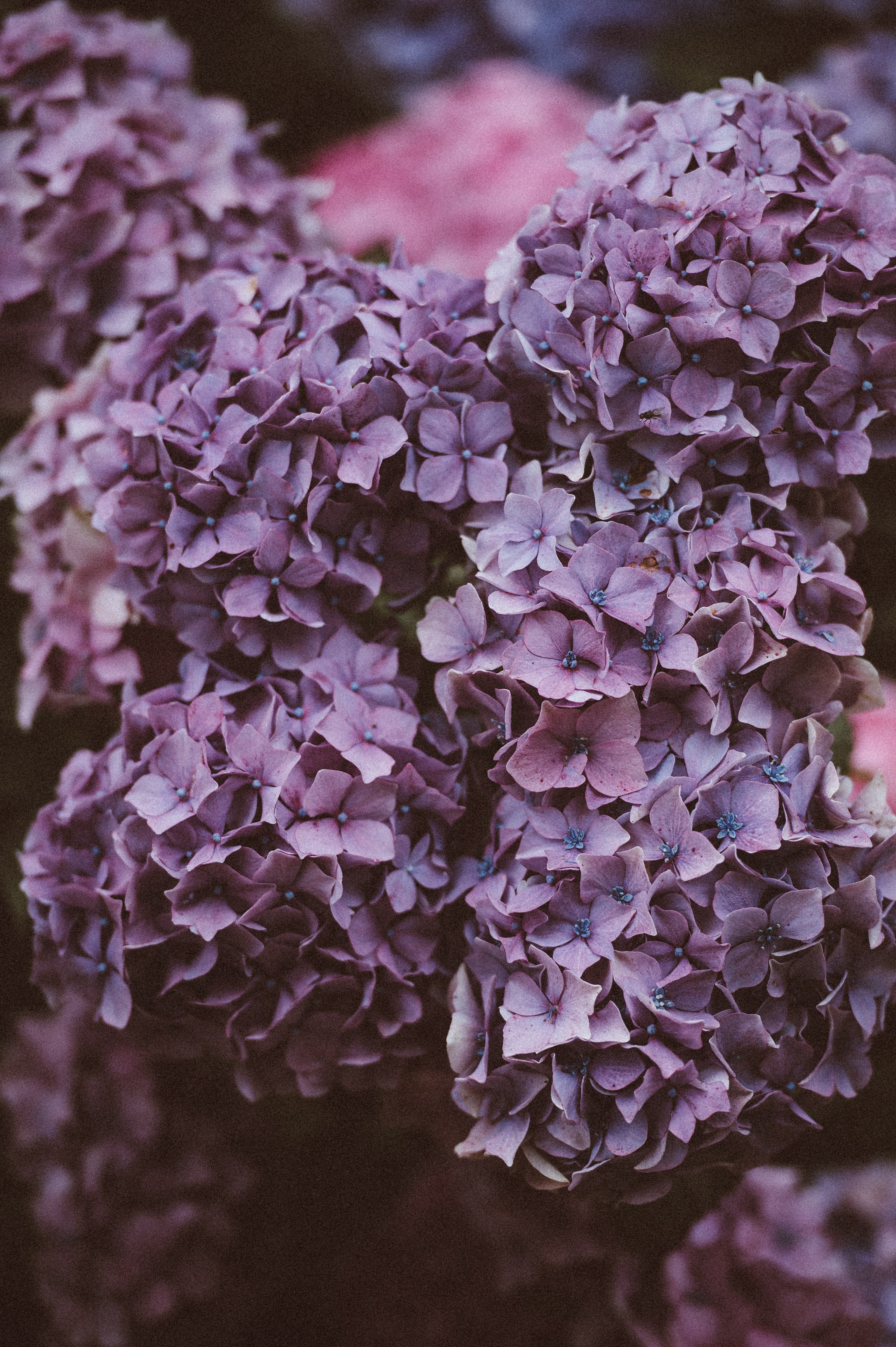 hydrangea flower petal and in bloom hd, 4k, Phone HD Wallpaper