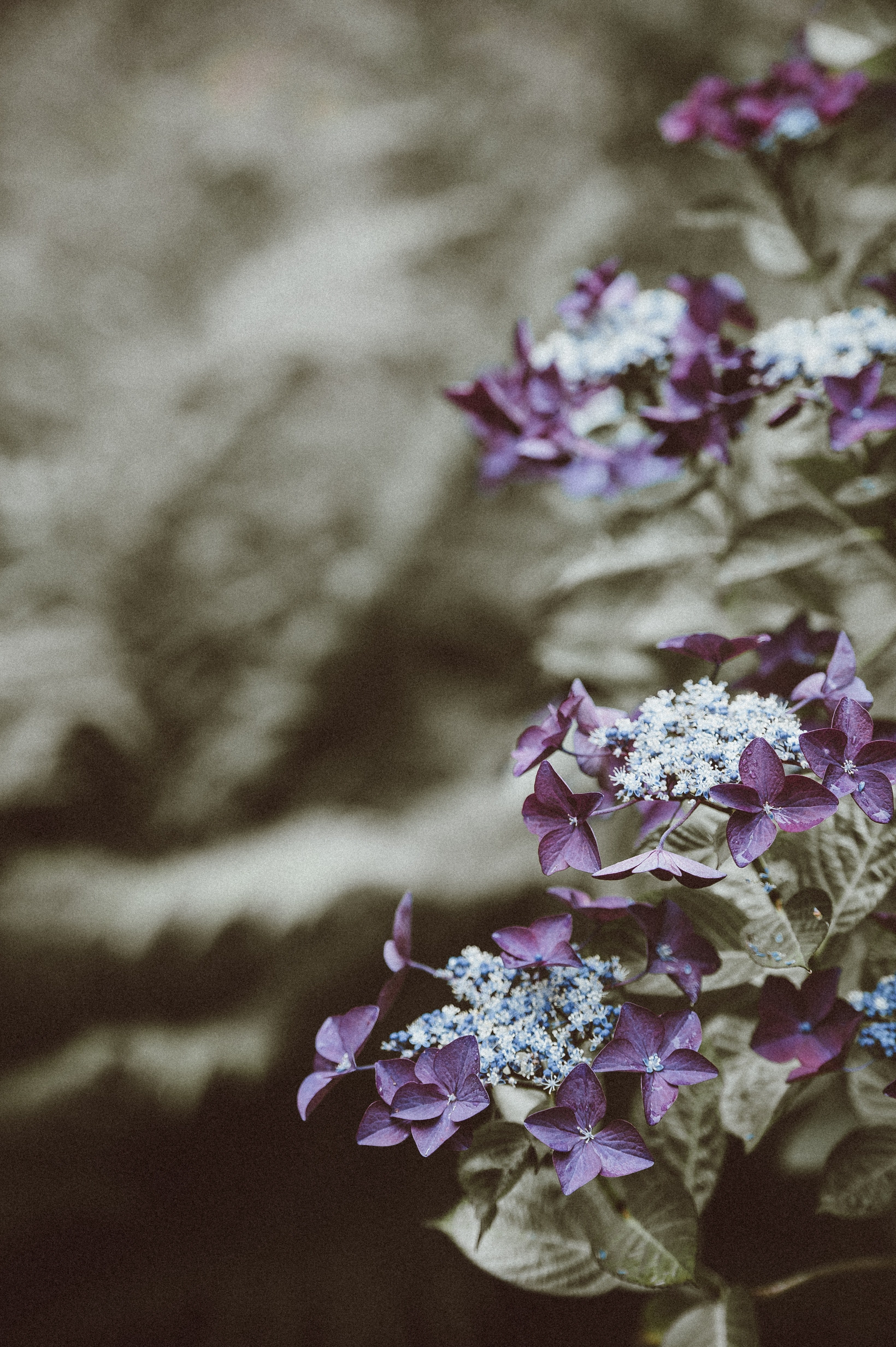 flower garden petal and leaf hd, 4k, Phone HD Wallpaper