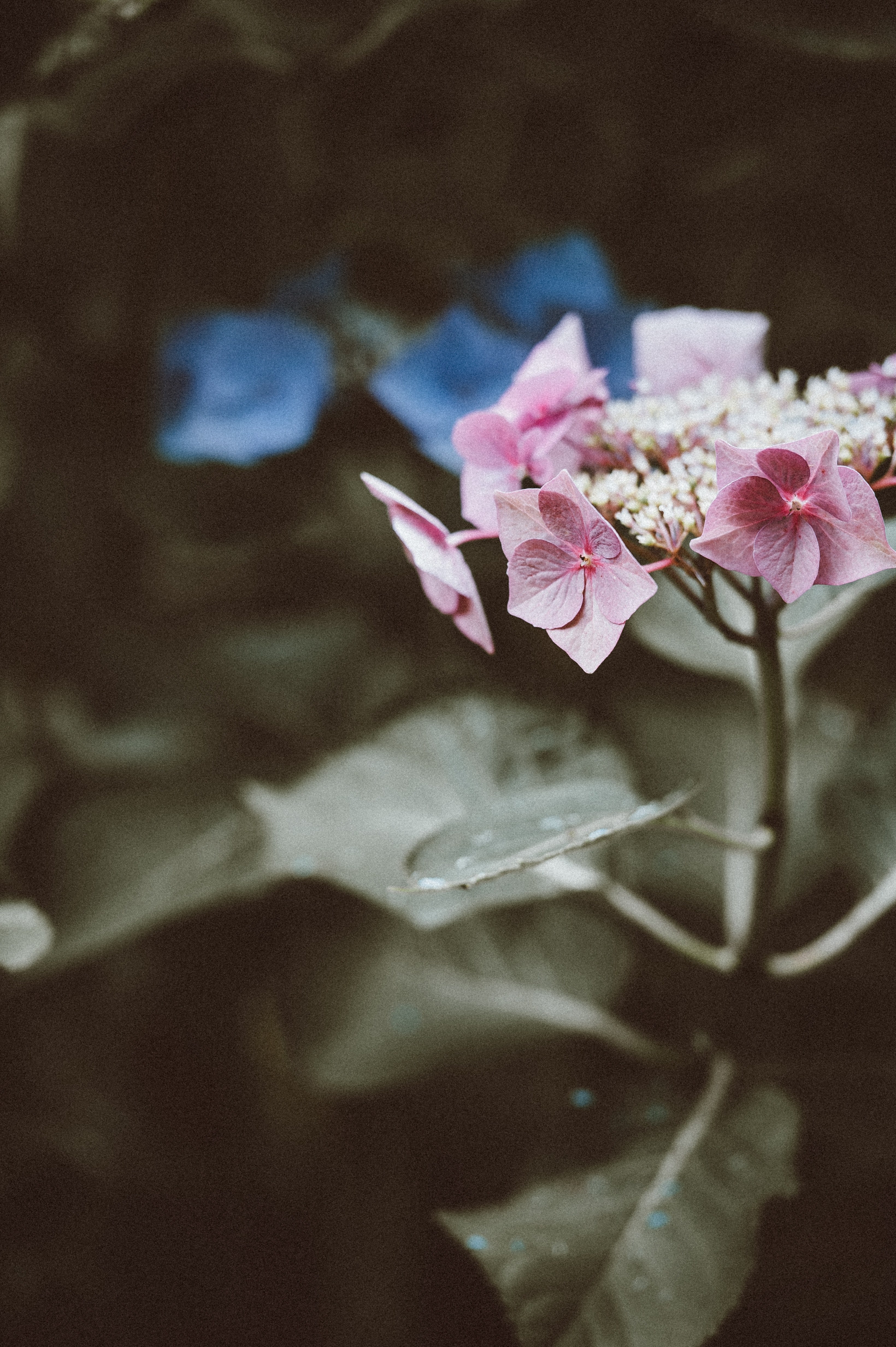 flower hydrangea nature and petal hd, 4k, Phone HD Wallpaper