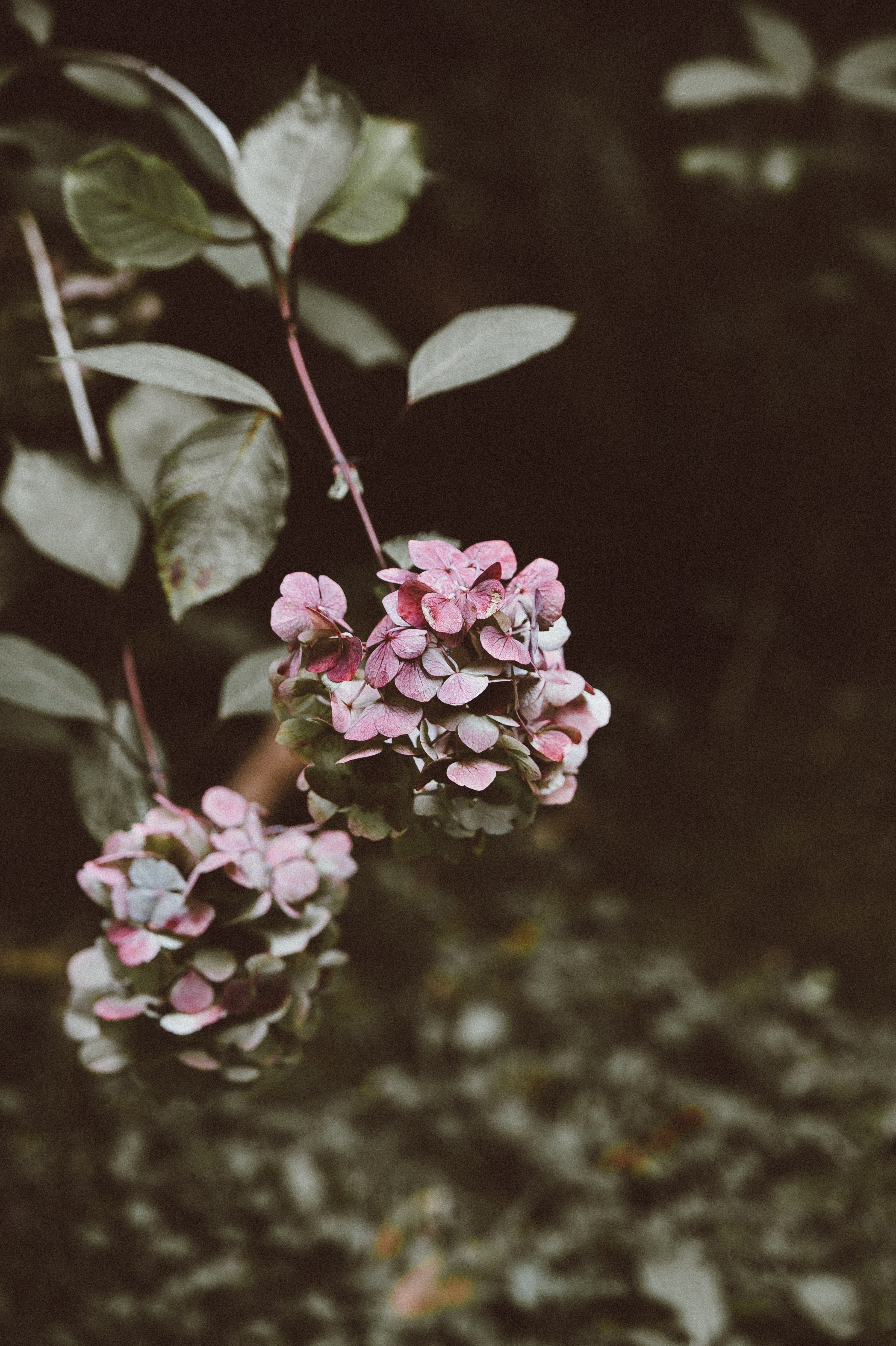 flowers pink pale and leaves hd, 4k, Phone HD Wallpaper