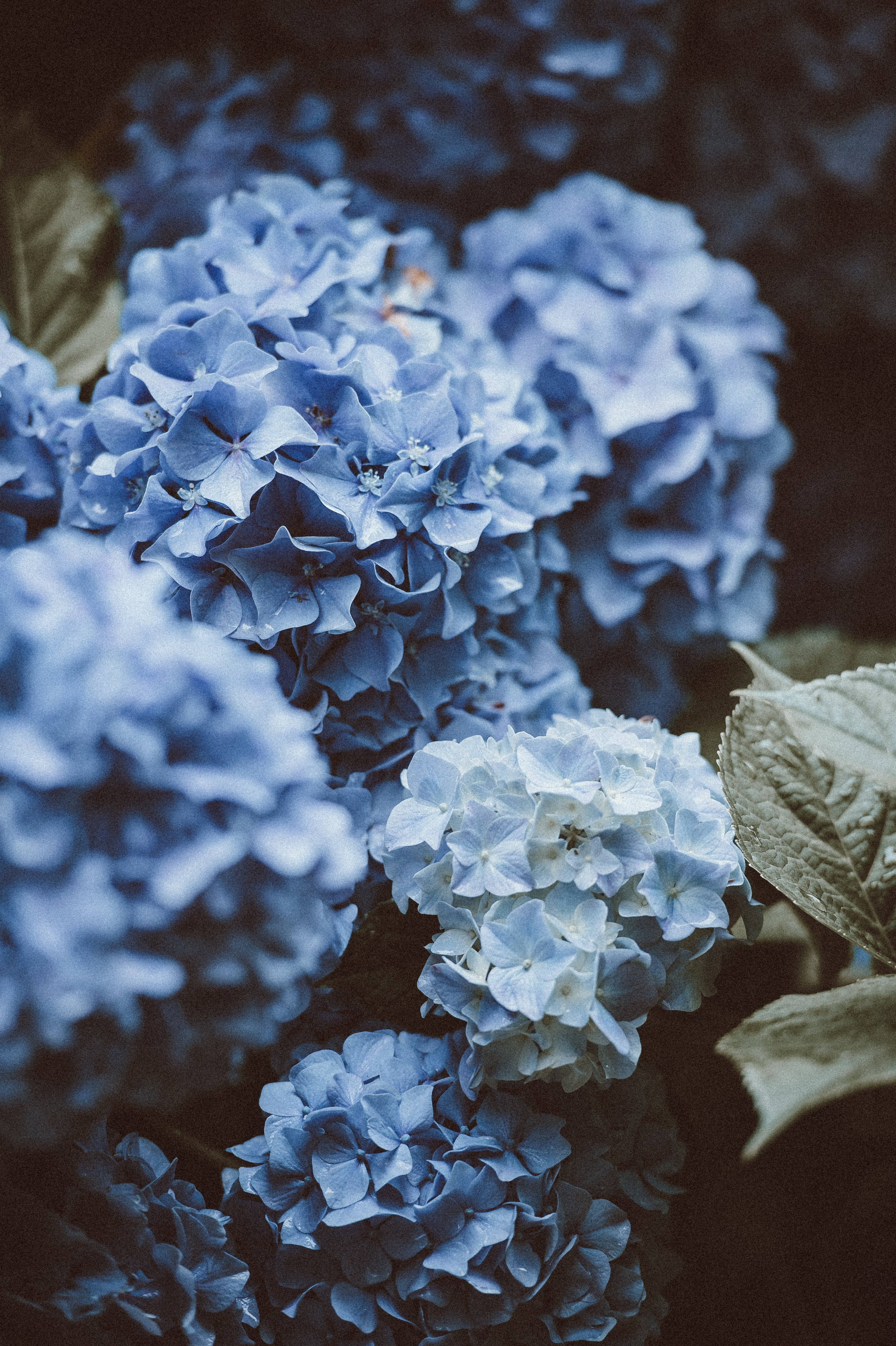 blue flowers rhodedendron and leaves hd, 4k, Phone HD Wallpaper
