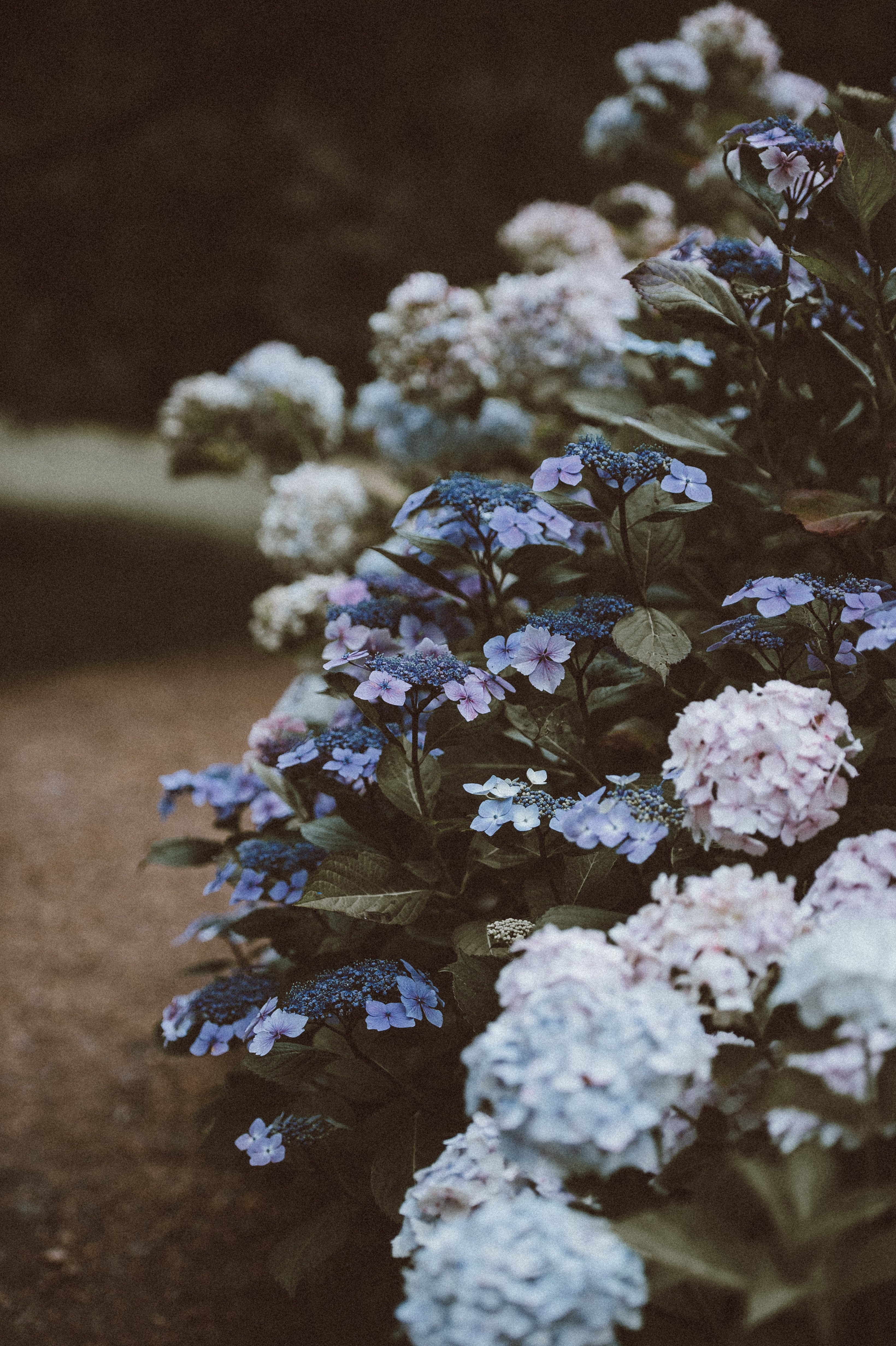 flower garden petal and bloom hd, 4k, Phone HD Wallpaper