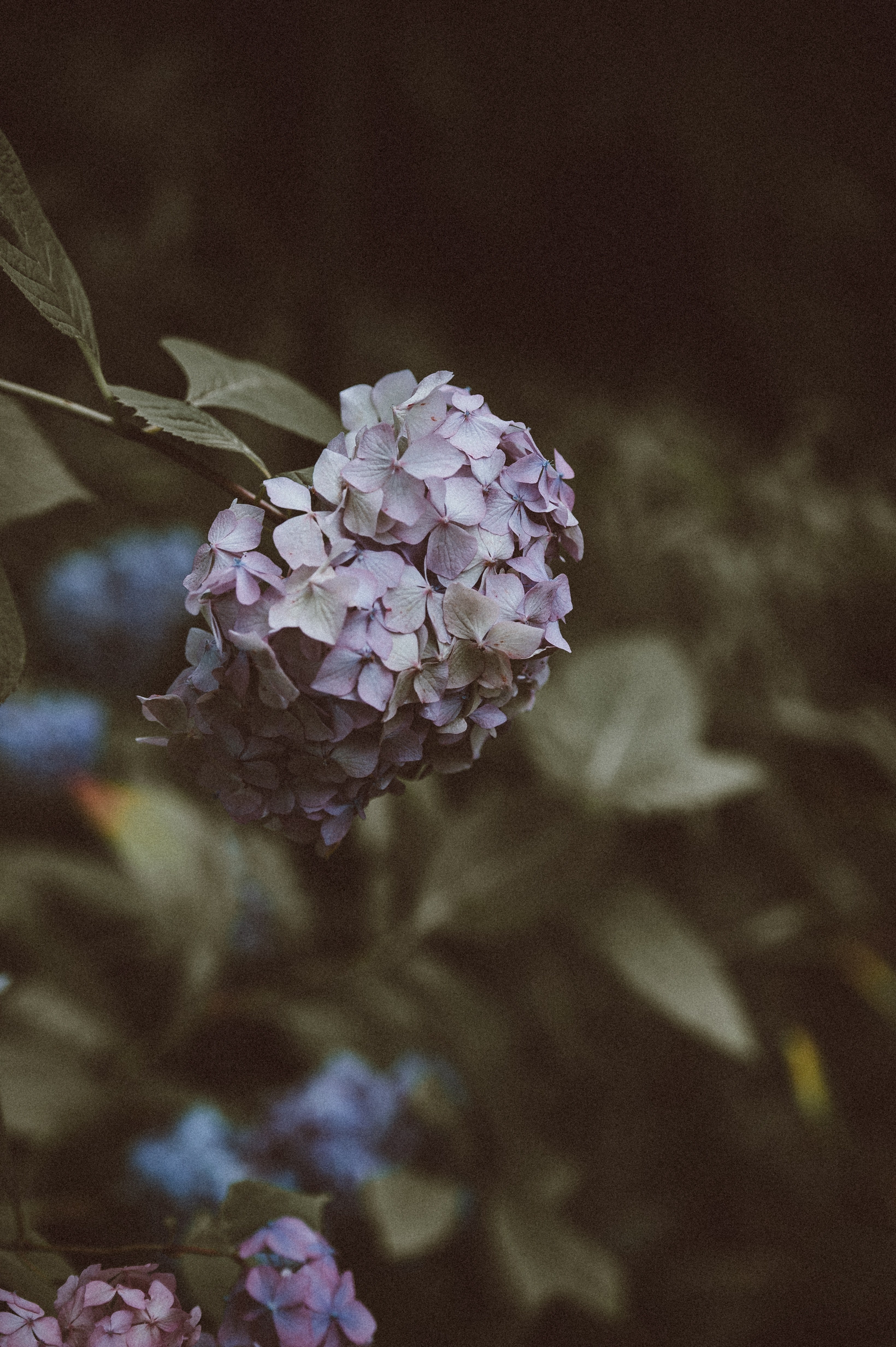 single hydrangea 4k, Phone HD Wallpaper