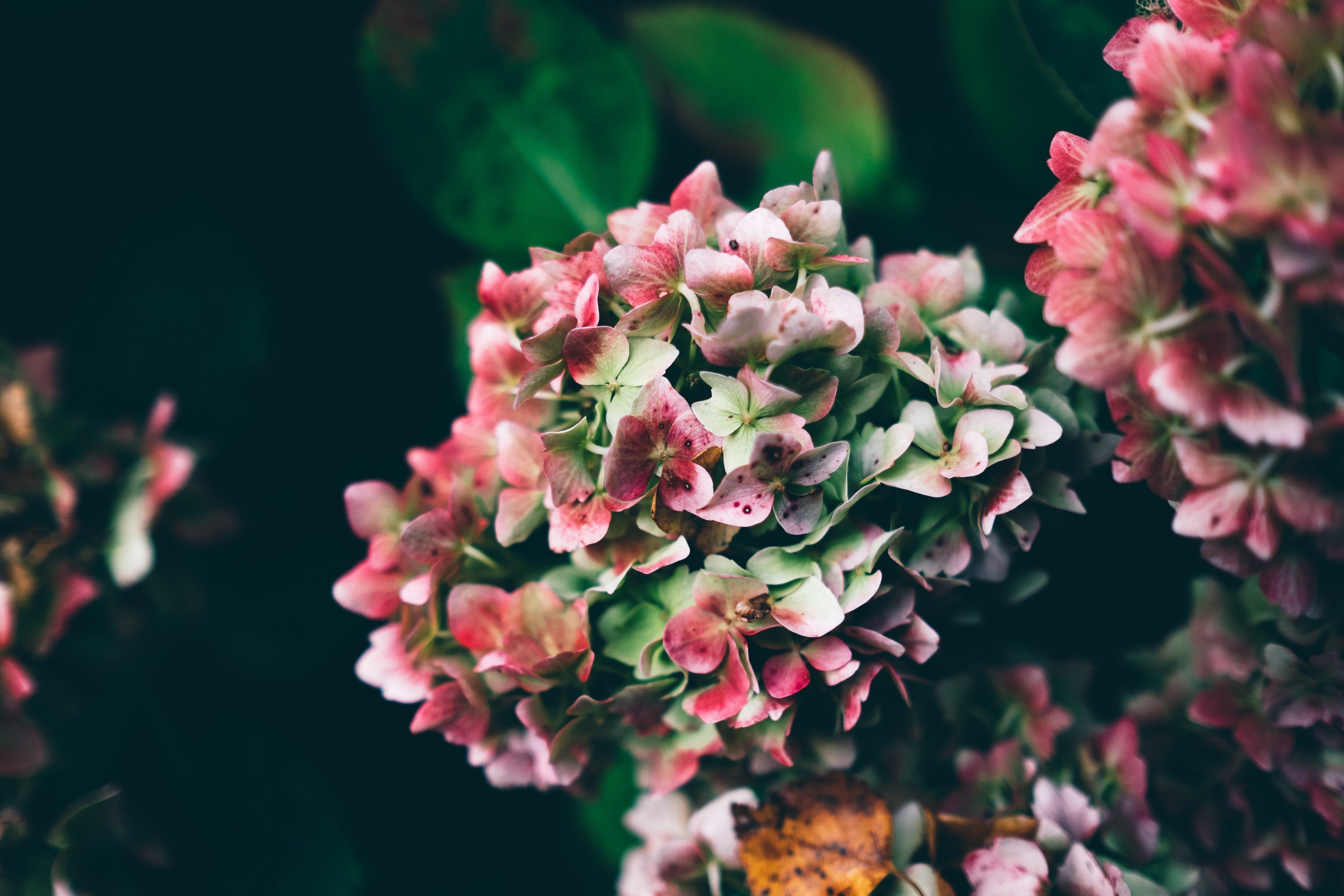 pink and white hydrangea flowers blooming in exbury gardens, pink and white hydrangea 4k, HD Wallpaper