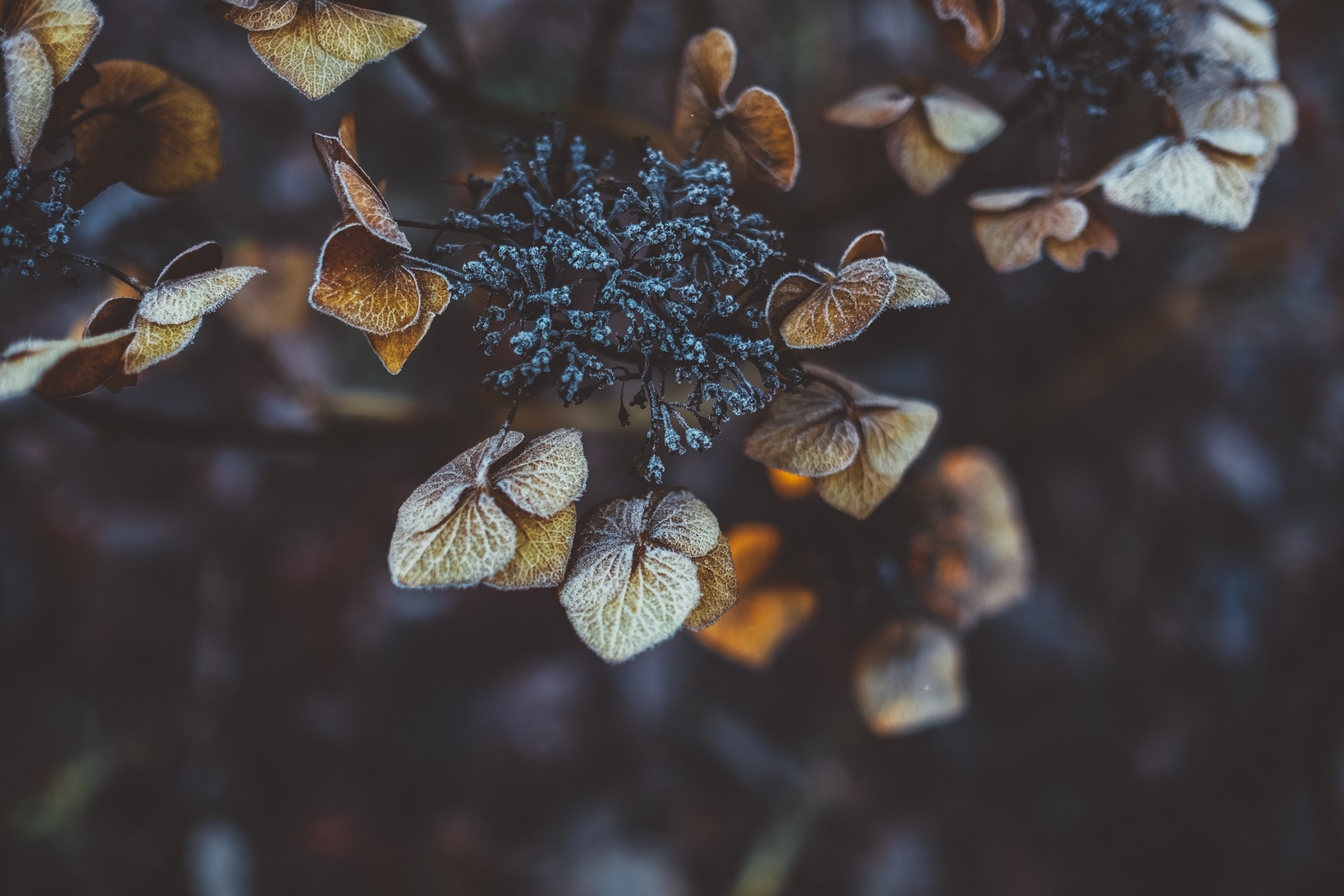 close up of frosty hydrangea buds and brown autumn leaves, frosty hydrangea 4k, HD Wallpaper