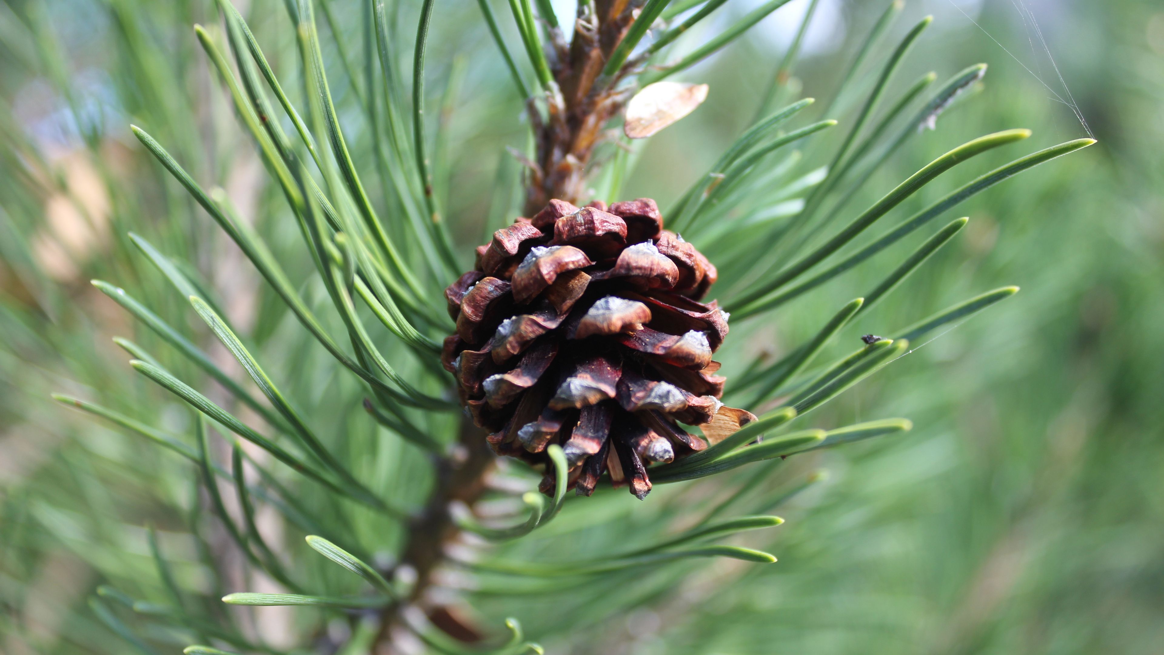 pine cone, pine, branch, 4k, HD Wallpaper