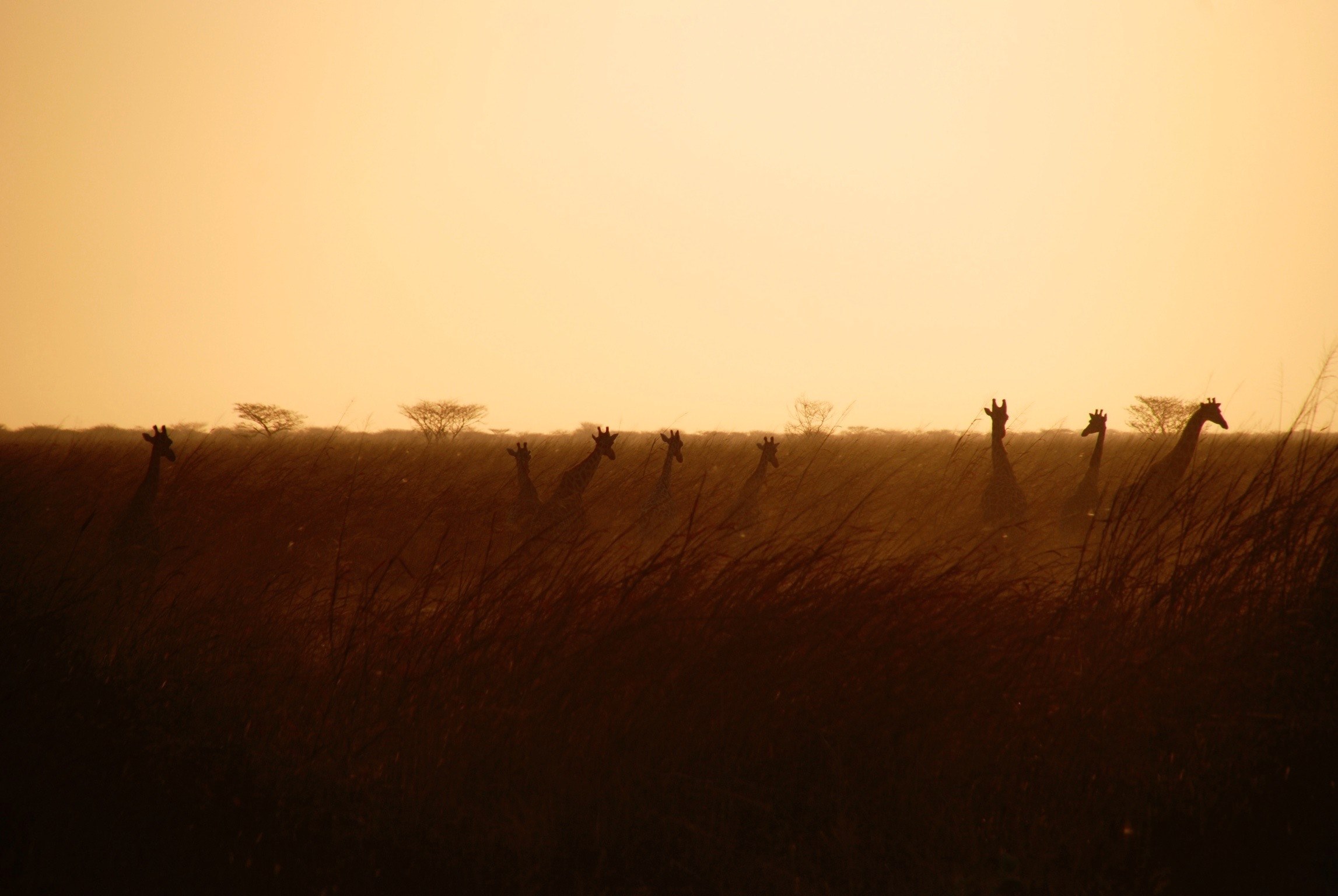 silhouettes of giraffes in tall grass during sunset, herd of giraffes at dusk 4k, HD Wallpaper