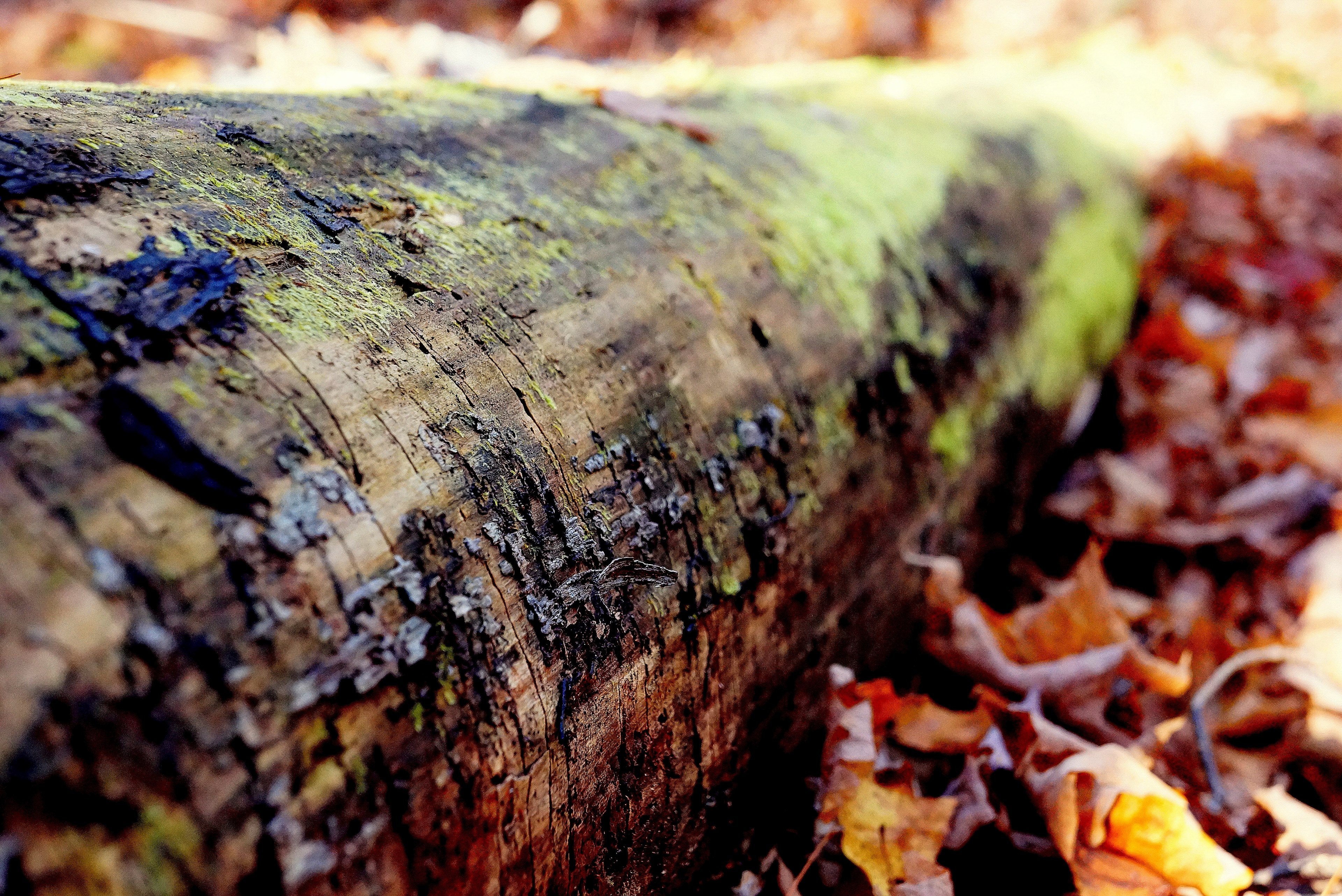 log moss forest and wood 4k, HD Wallpaper
