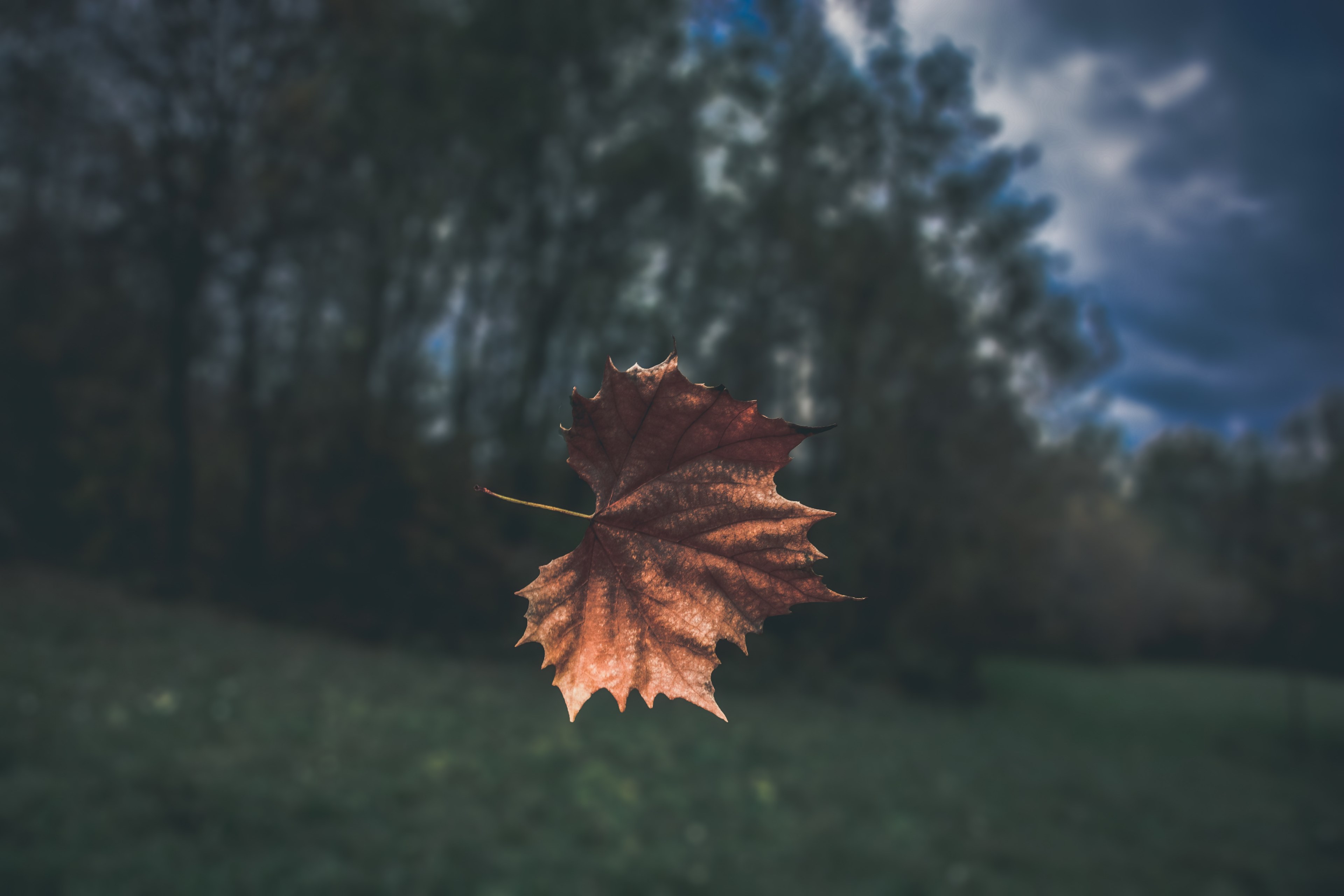 a brown autumn leaf suspended in the air, leaf 4k, HD Wallpaper