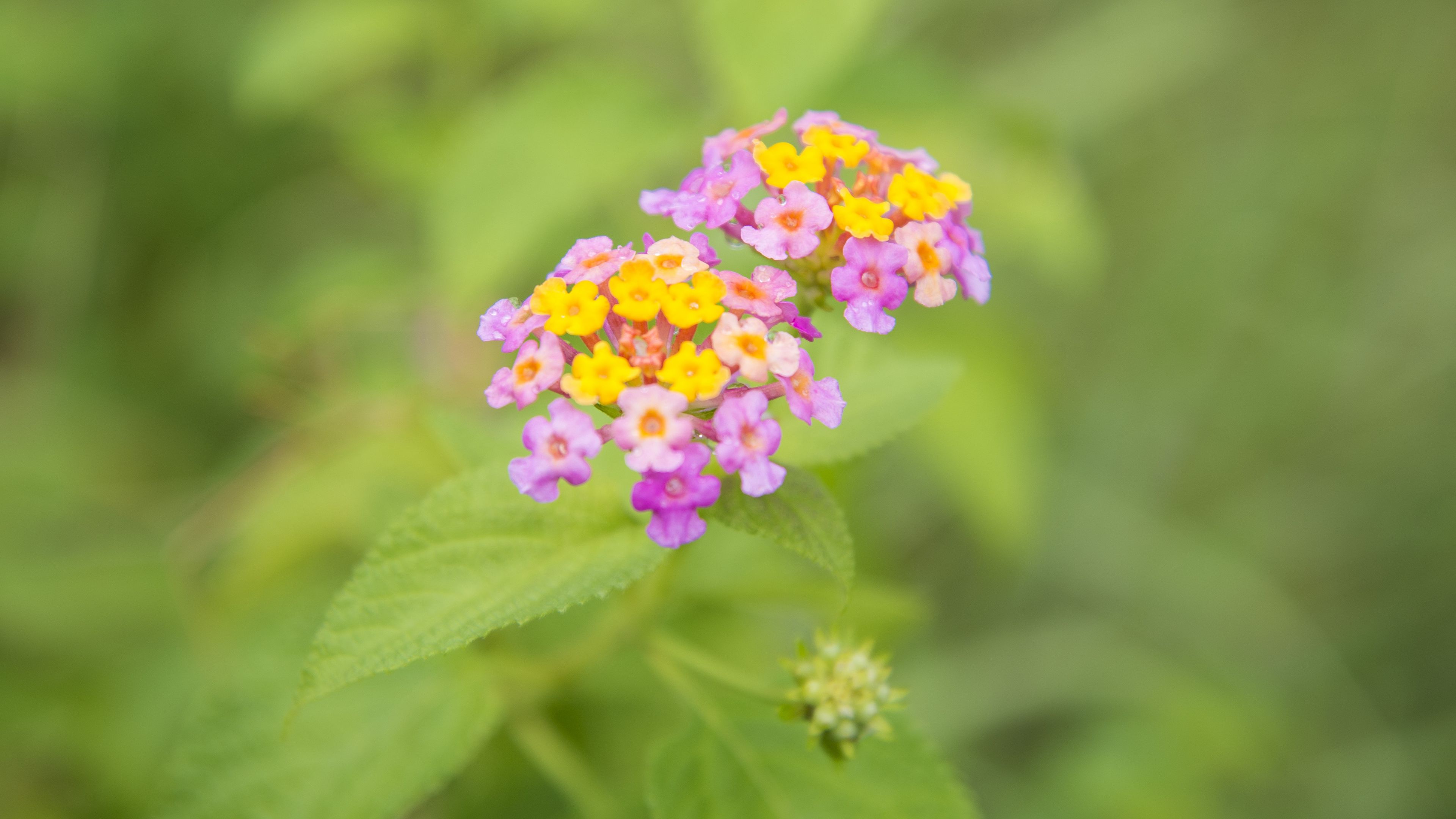 flowers, close-up, blurred, green, 4k, HD Wallpaper