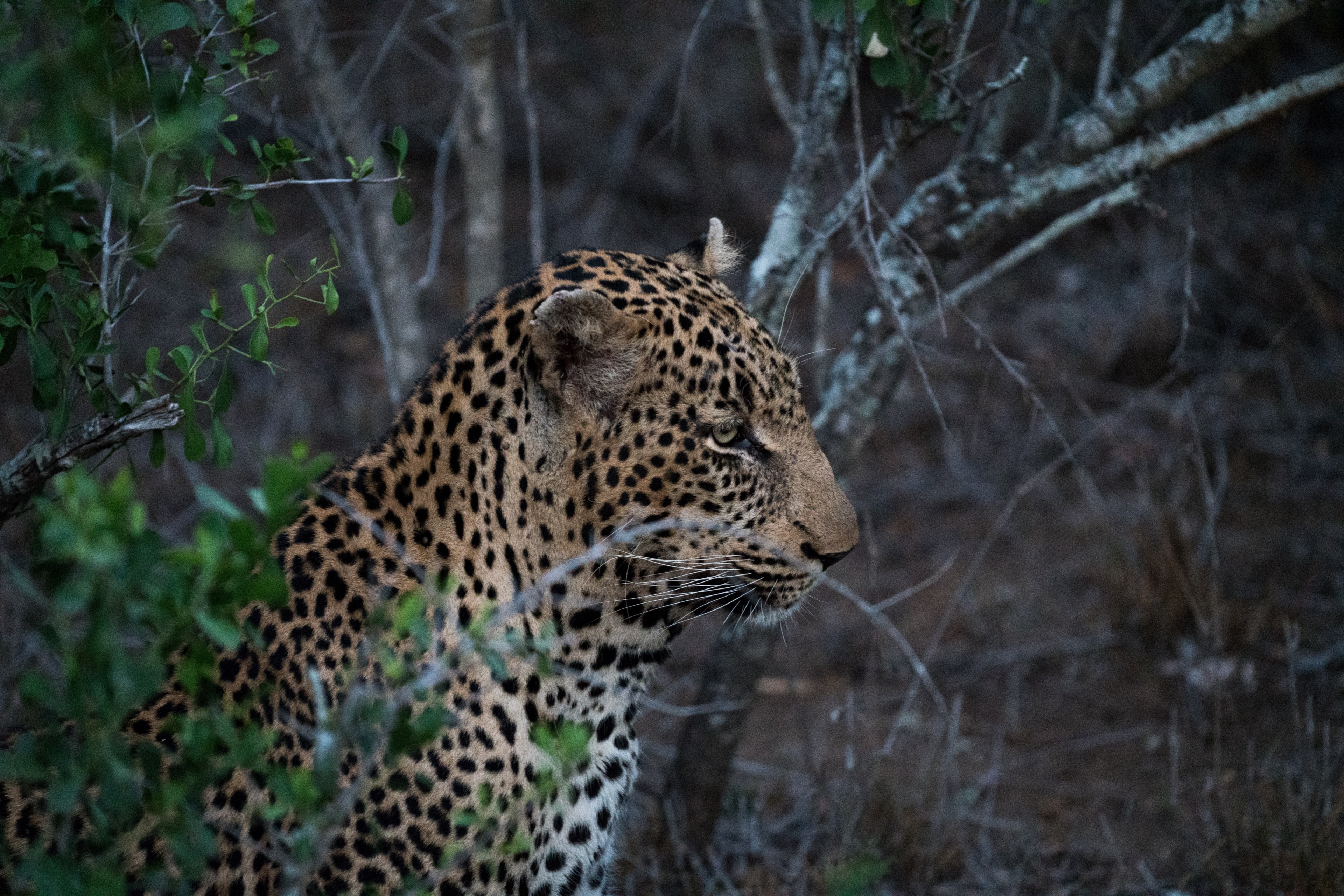 a leopard hiding behind a bush, sneaky jaguar 4k, HD Wallpaper