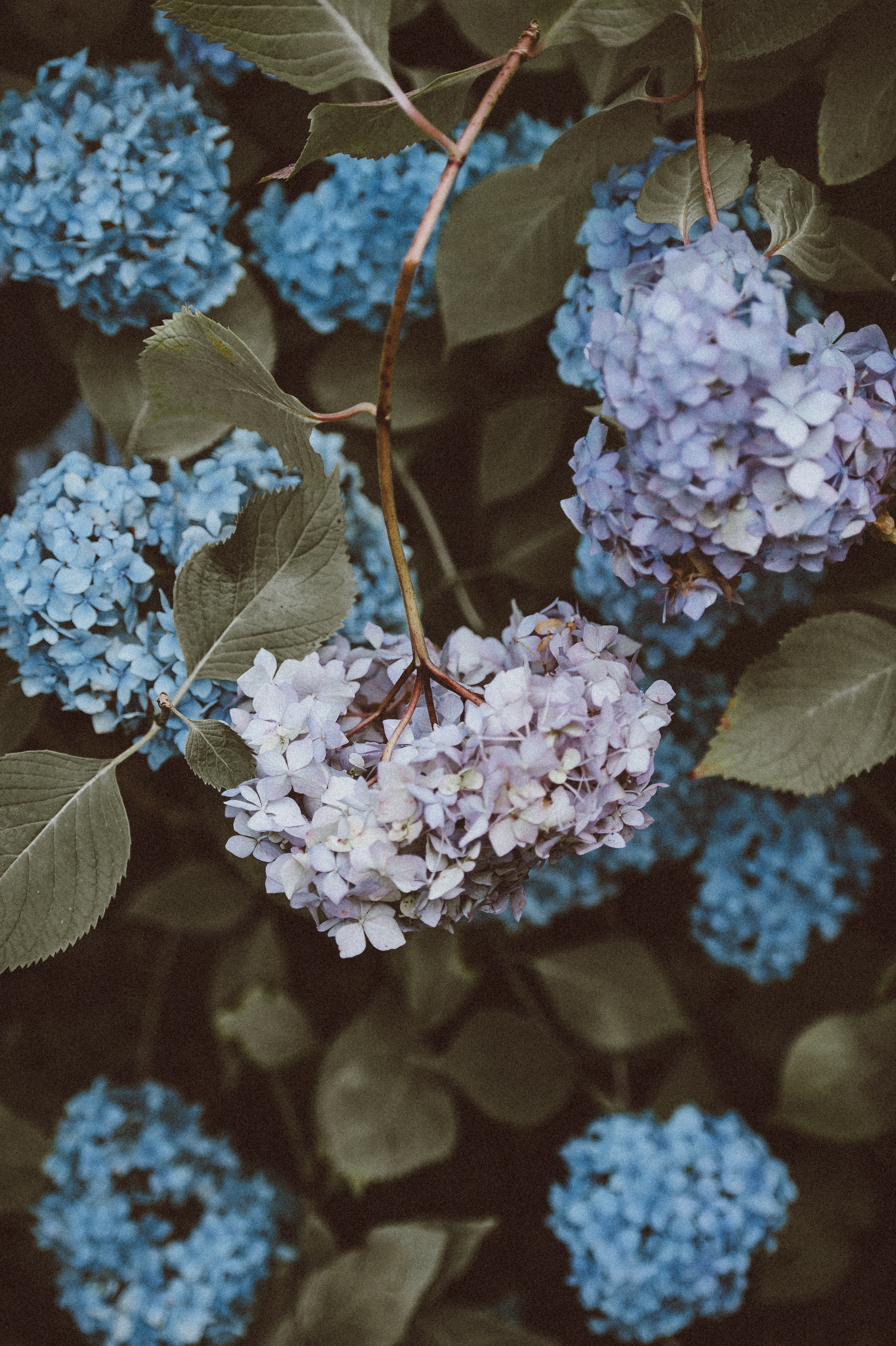 bluish pink flowers, _hydrangeas at exbury gardens hampshire 4k, Phone HD Wallpaper