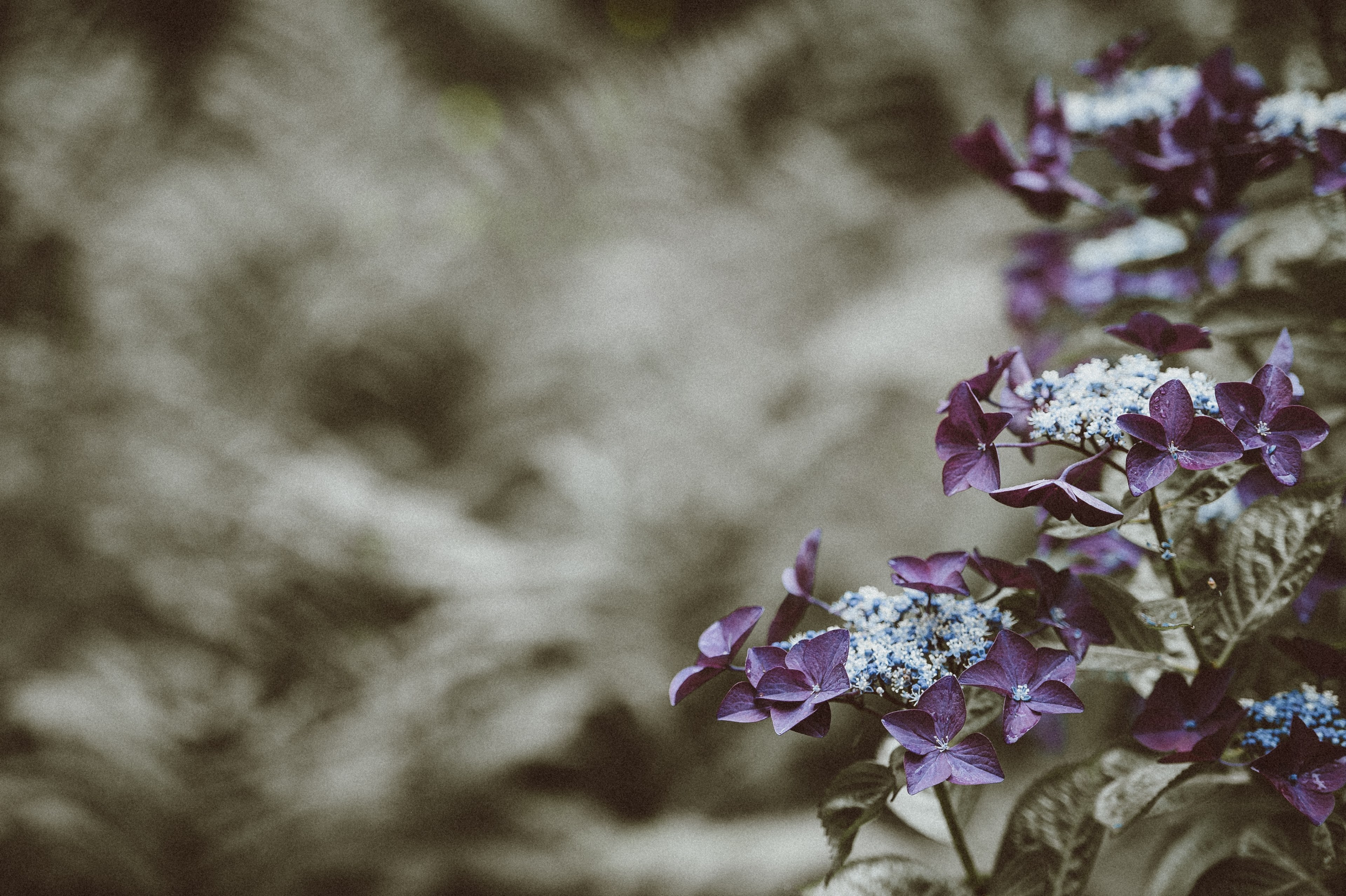 purple flowers in a bush with a blurred background, _purple flowers blurry shot 4k, HD Wallpaper
