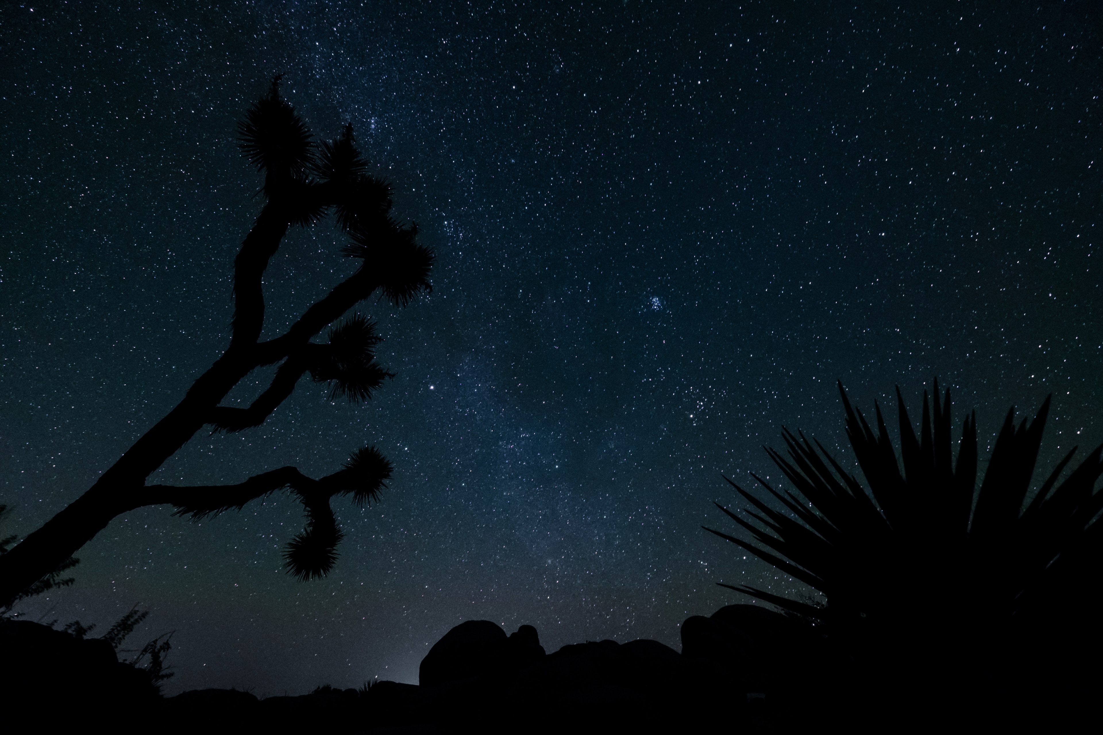 night silhouette night silhouette and plant silhouette 4k, HD Wallpaper