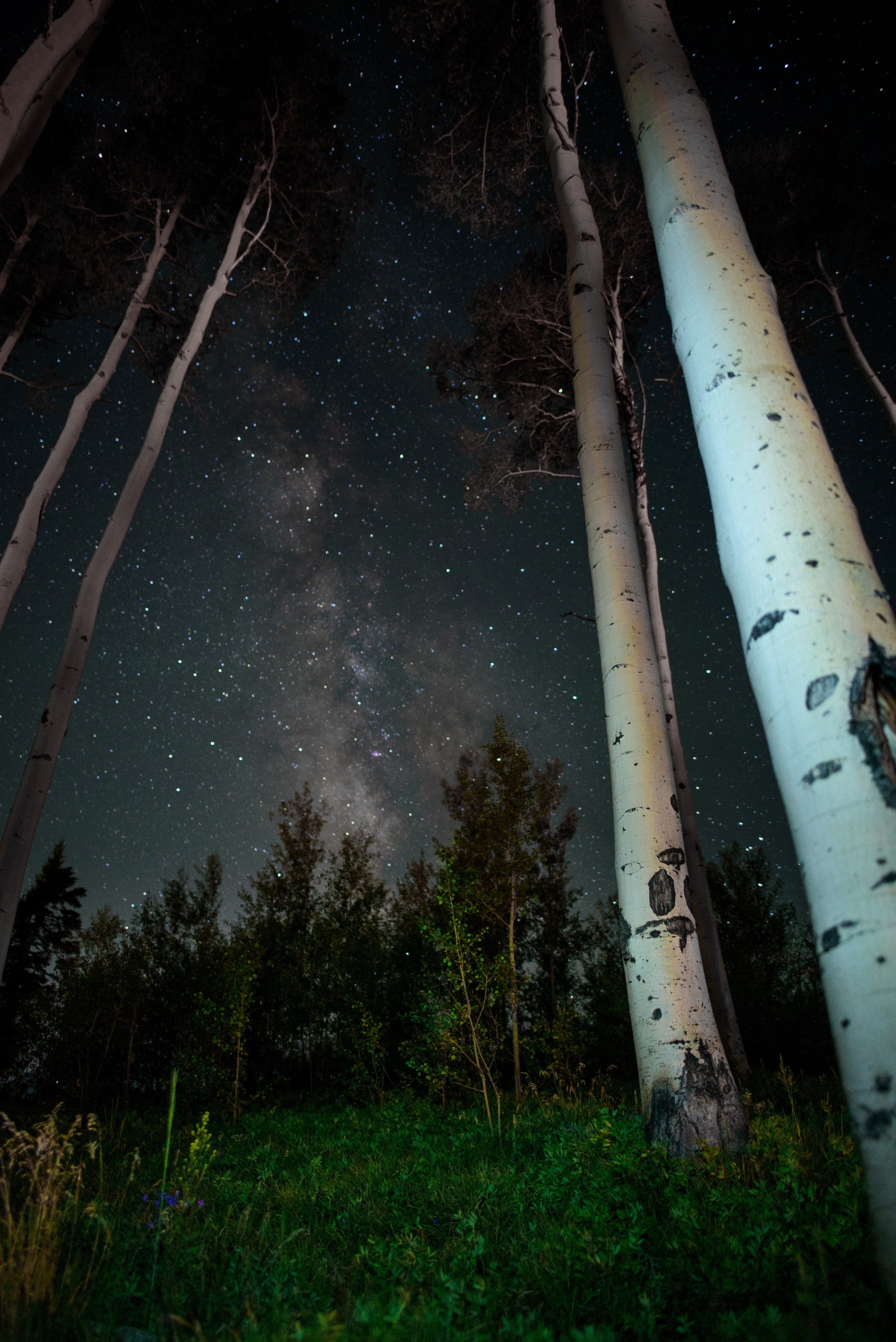 forest milkyway sky and night hd, 4k, Phone HD Wallpaper