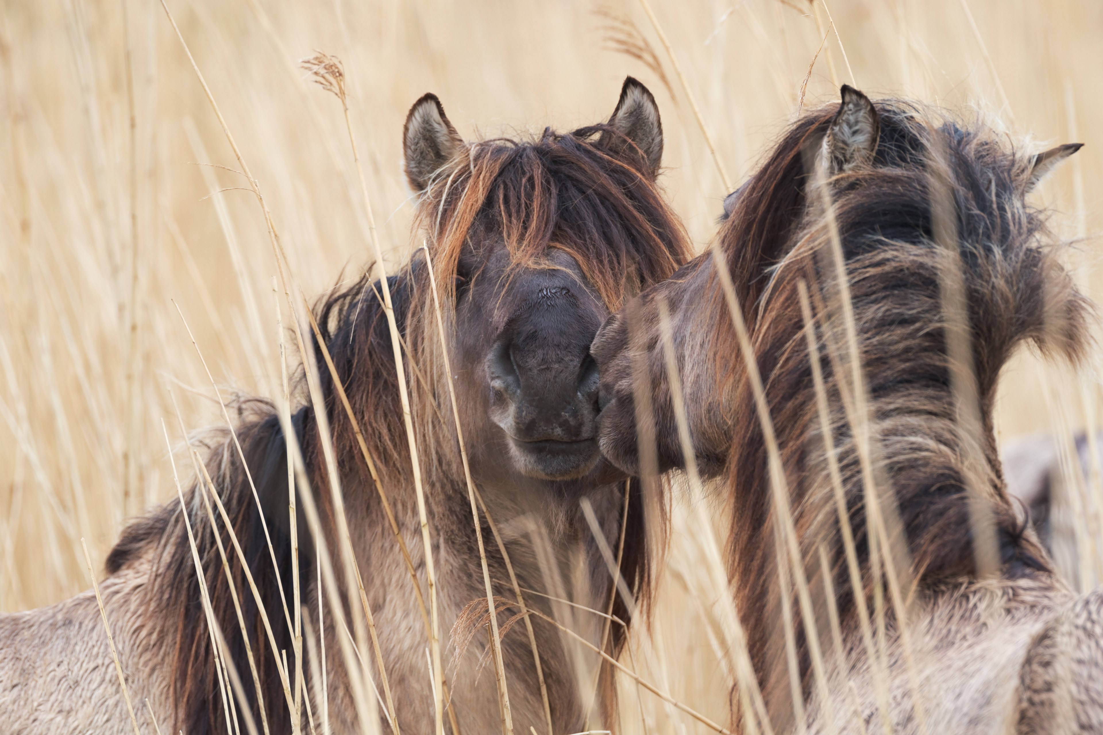 horse pony wild and grass 4k, HD Wallpaper