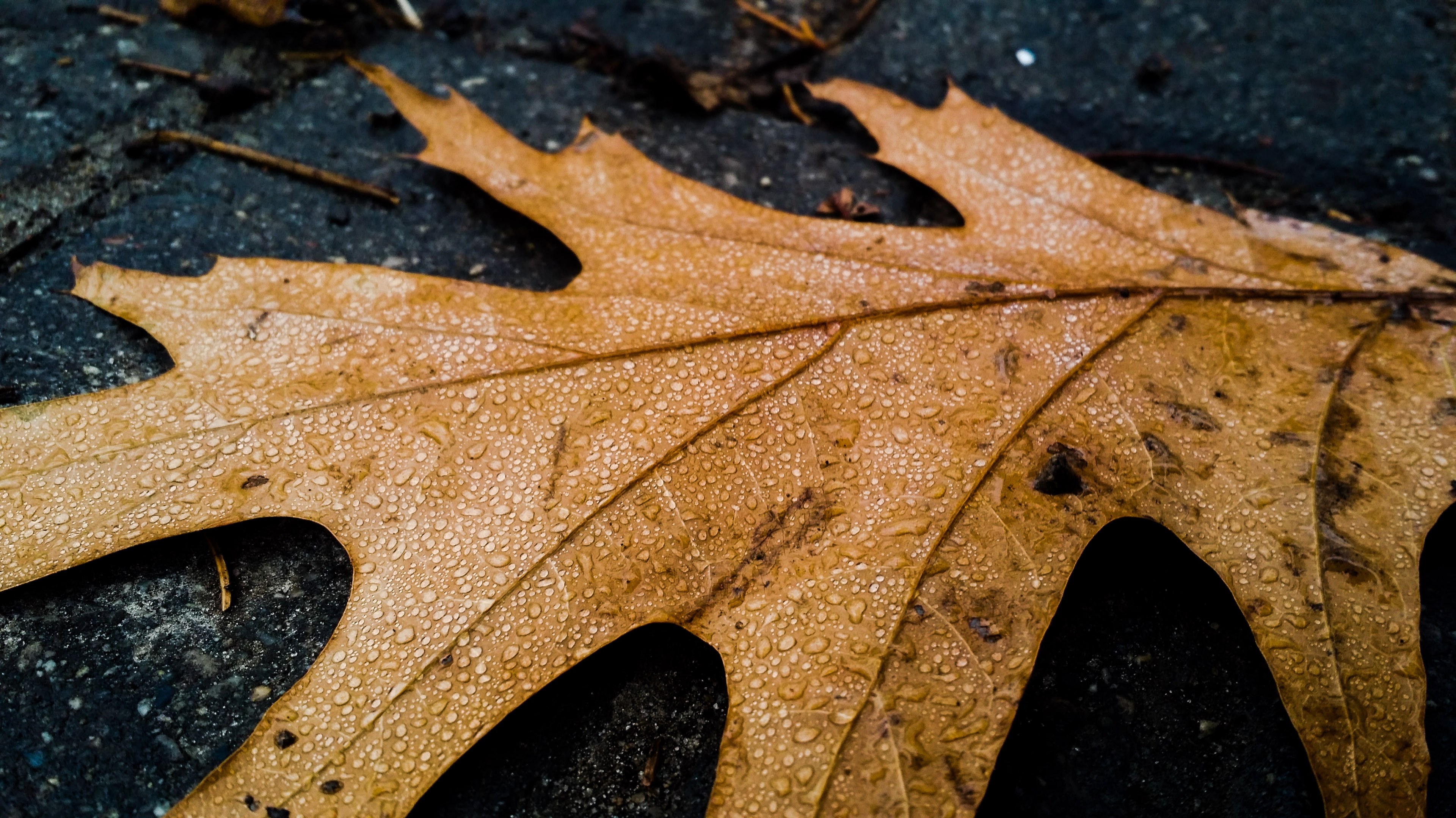 leaf pavement water droplet and fall 4k, HD Wallpaper