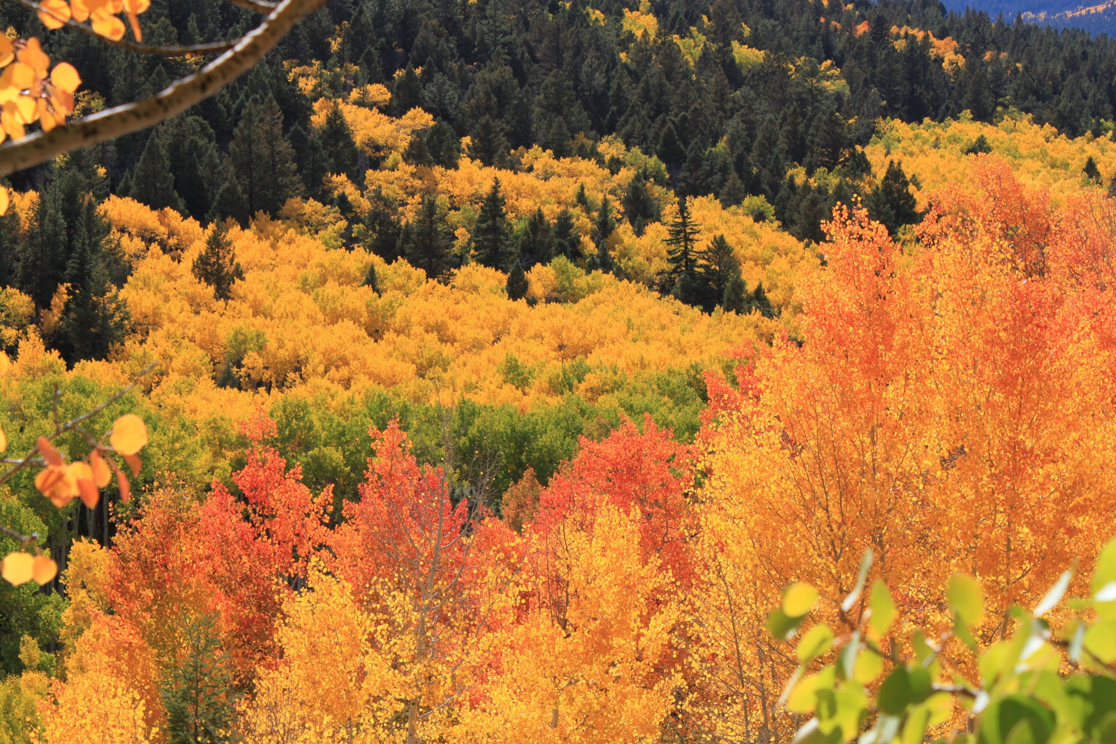 orange yellow and green trees, _orange yellow green trees 4k, HD Wallpaper
