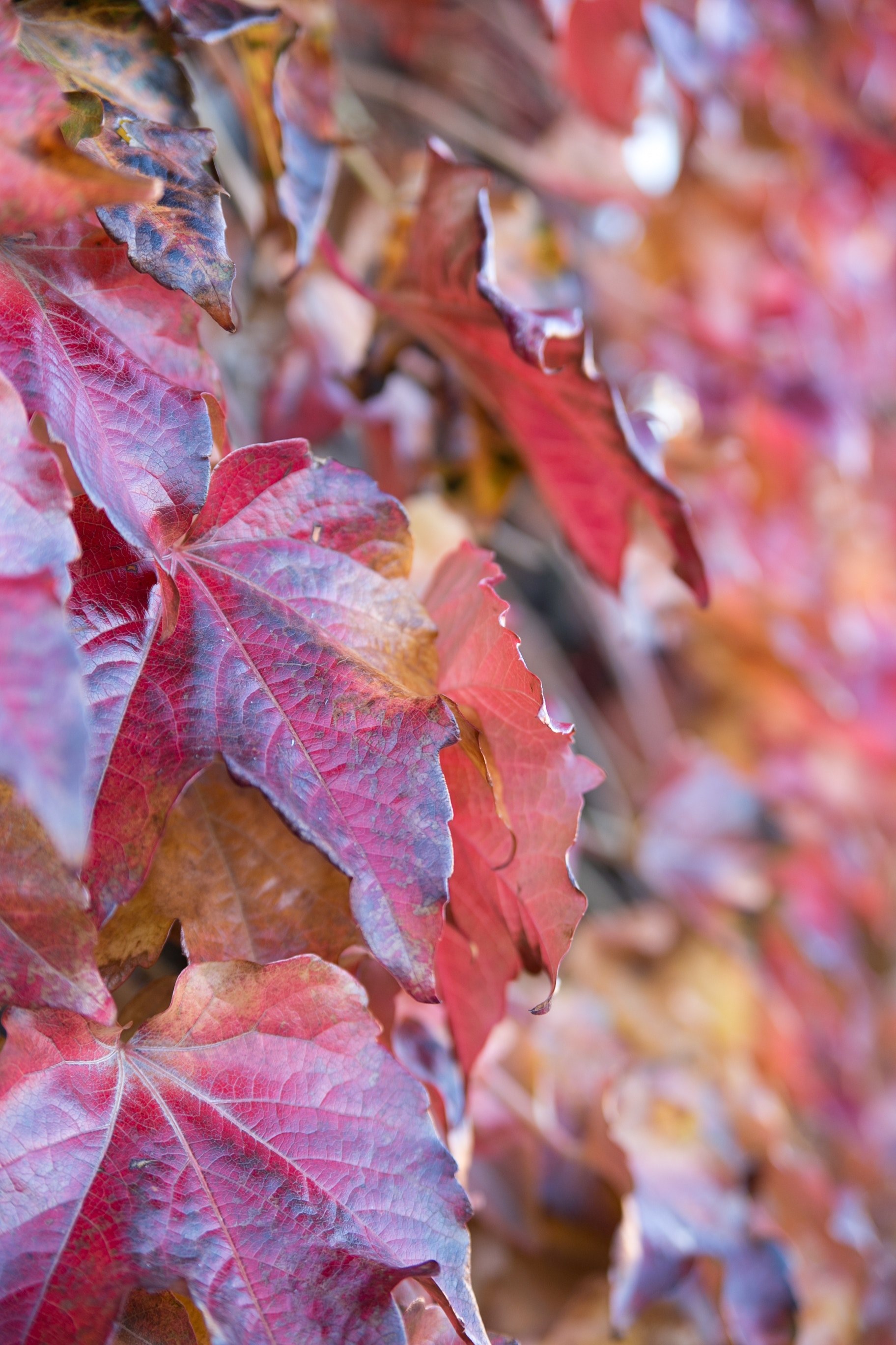 red fall leaves covered in rain, _red fall leaves 4k, Phone HD Wallpaper