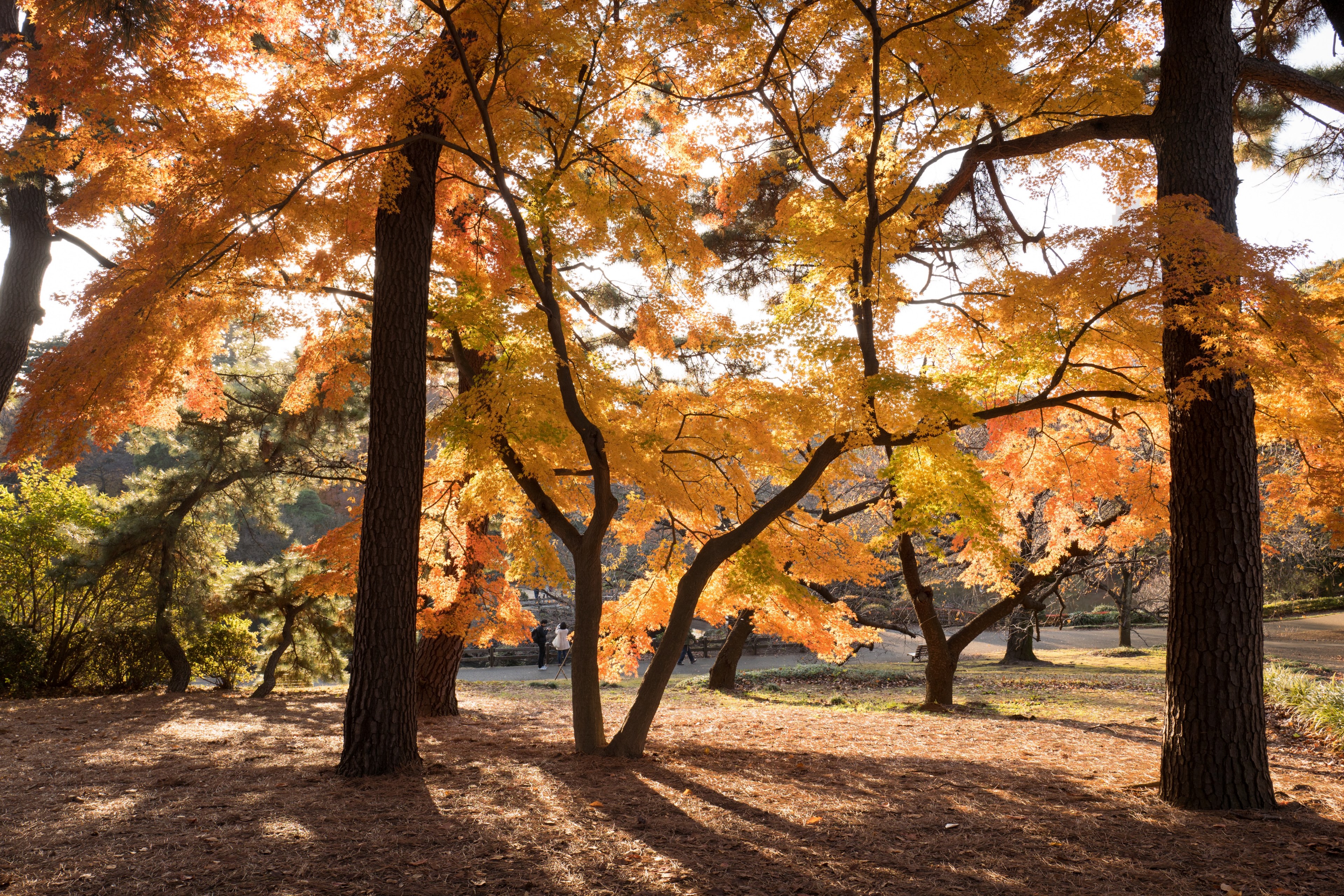 large trees with orange leaves, _orange leaves 4k, HD Wallpaper
