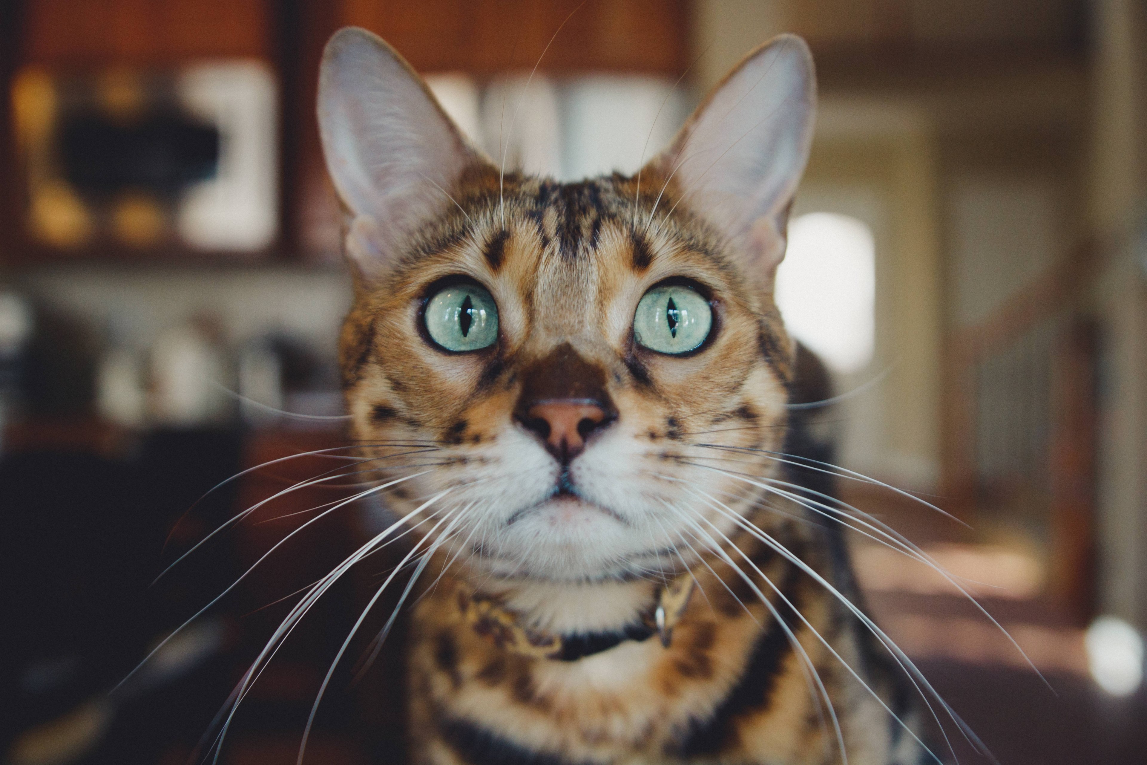 close up of a tiger striped cats face, wide eyed tiger cat 4k, HD Wallpaper