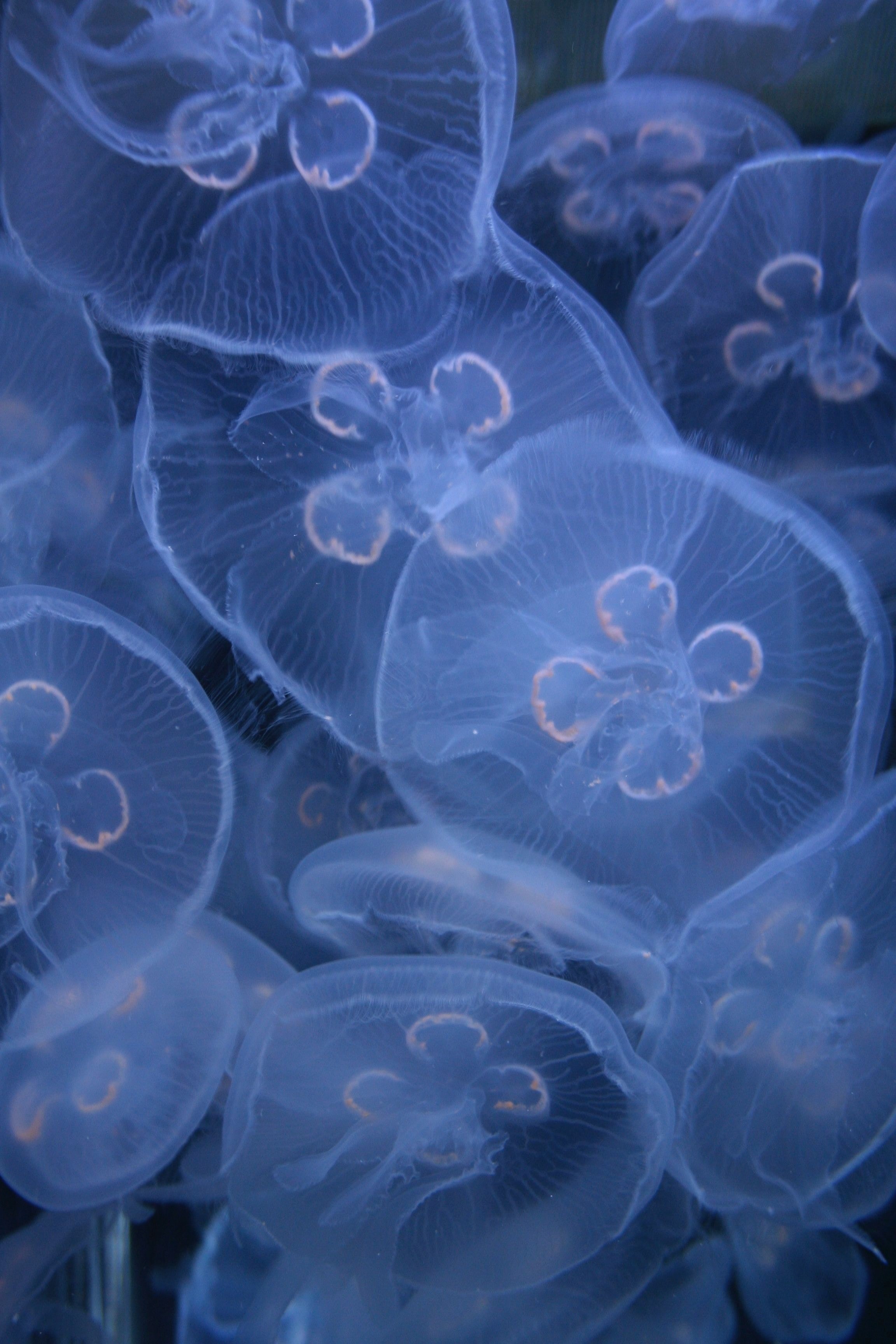 the macro view of blue jelly fishes under water in vancouver aquarium marine science centre, macro view of jelly fishes 4k, Phone HD Wallpaper