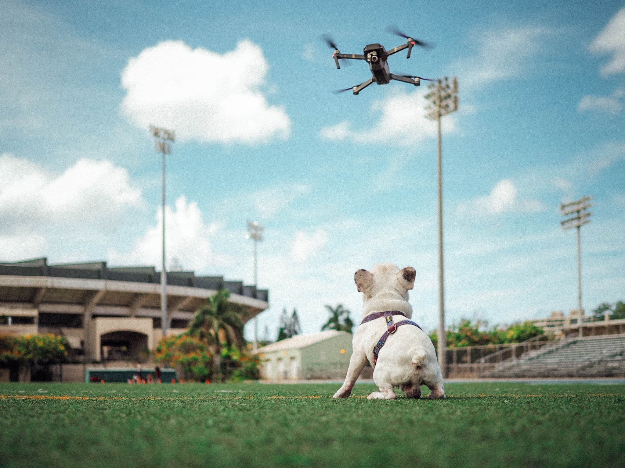 a frenchie and his drone 4k, HD Wallpaper