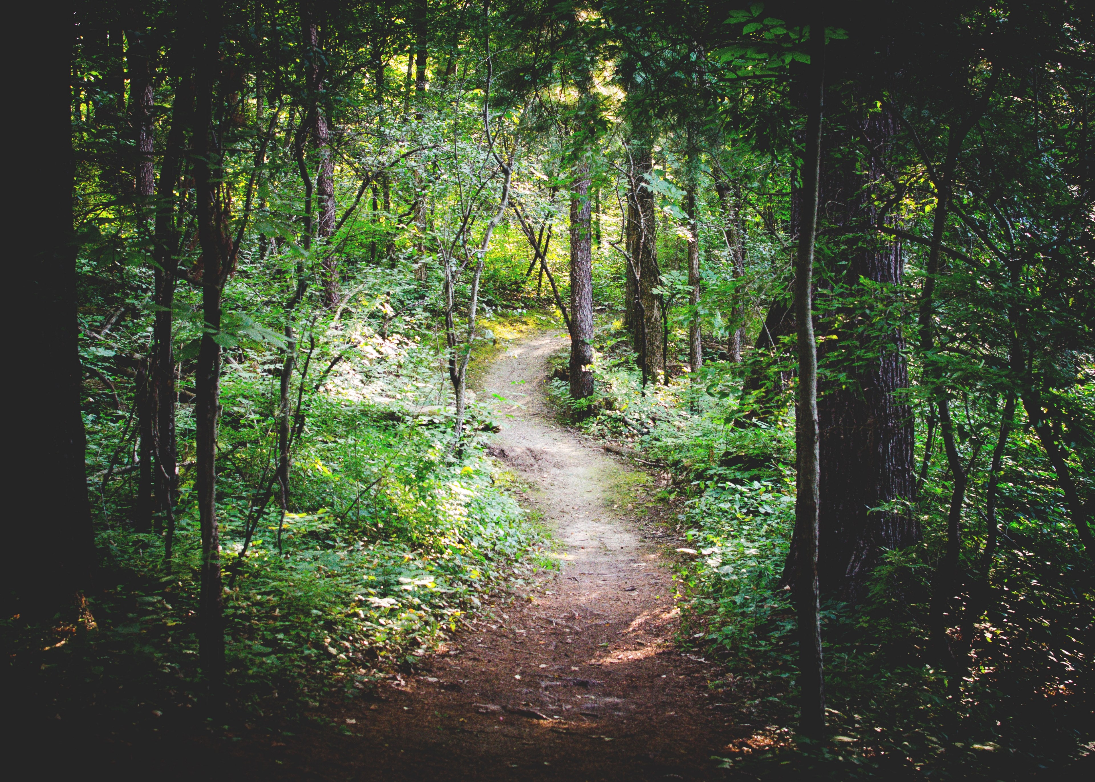 a dirt trail in a forest with green leaves trees and plants, the path less traveled 4k, HD Wallpaper