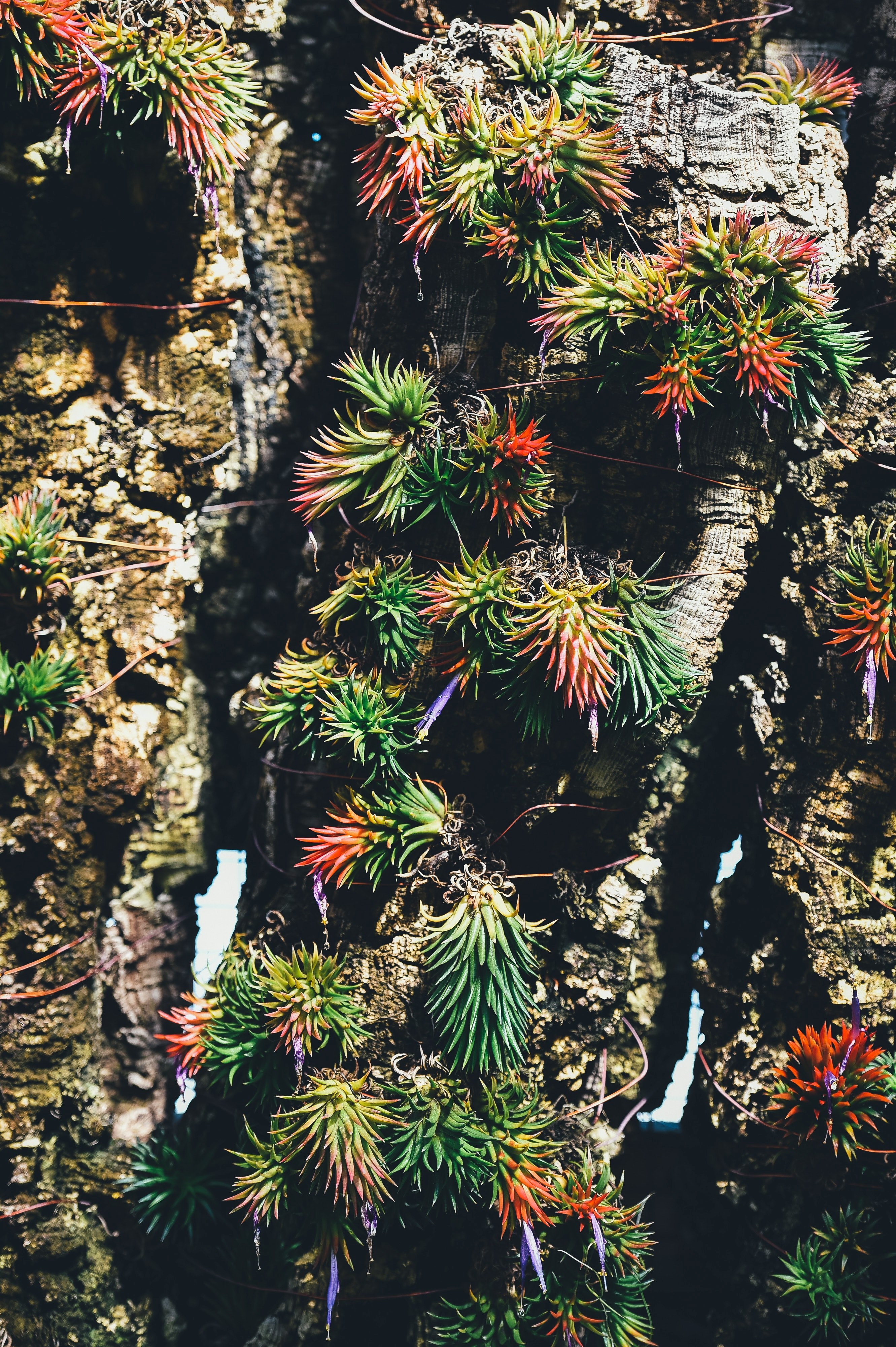 succulent plant bark and grow hd, 4k, Phone HD Wallpaper