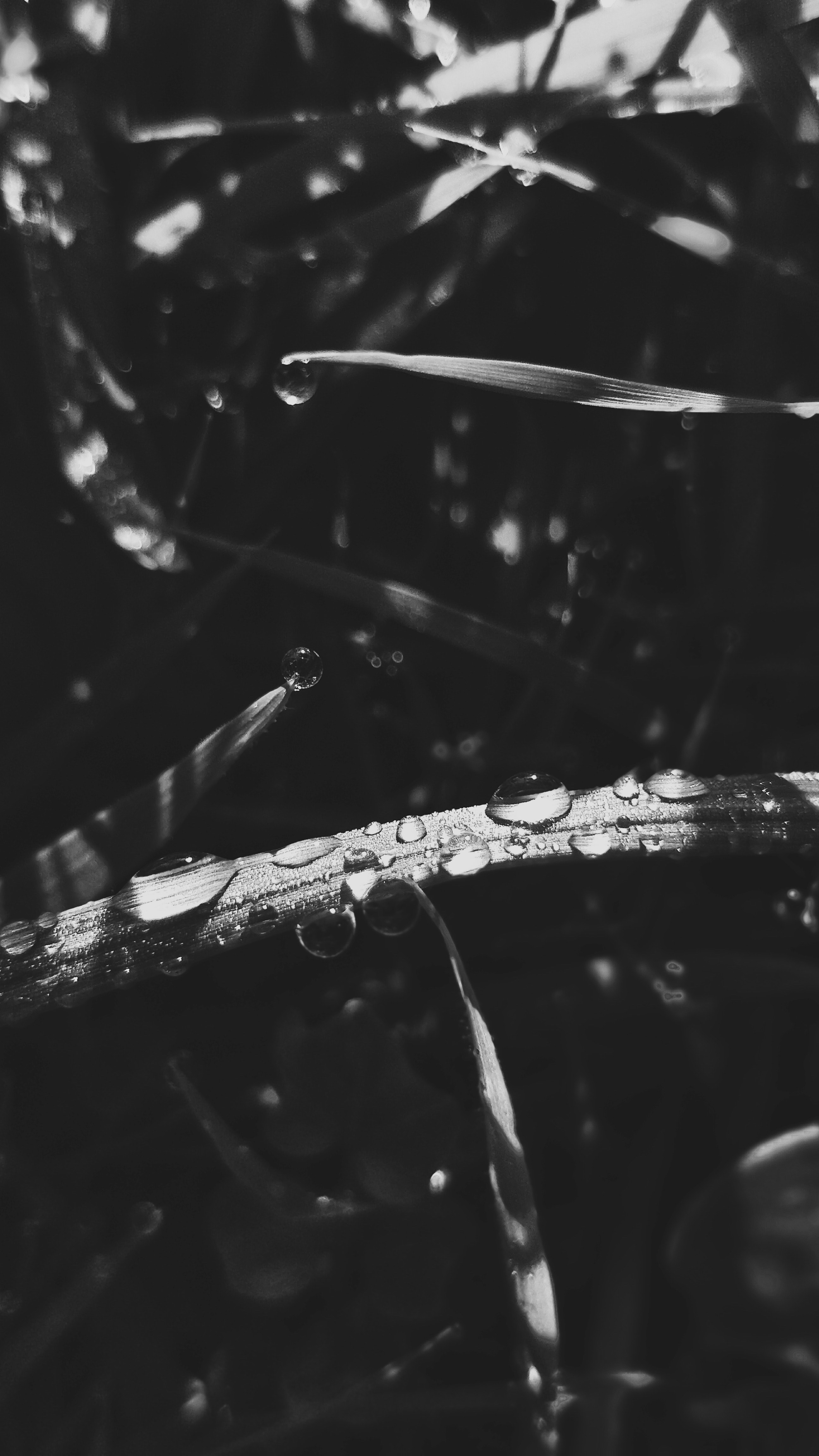 raindrops on tall grass, _tall grass rain 4k, Phone HD Wallpaper