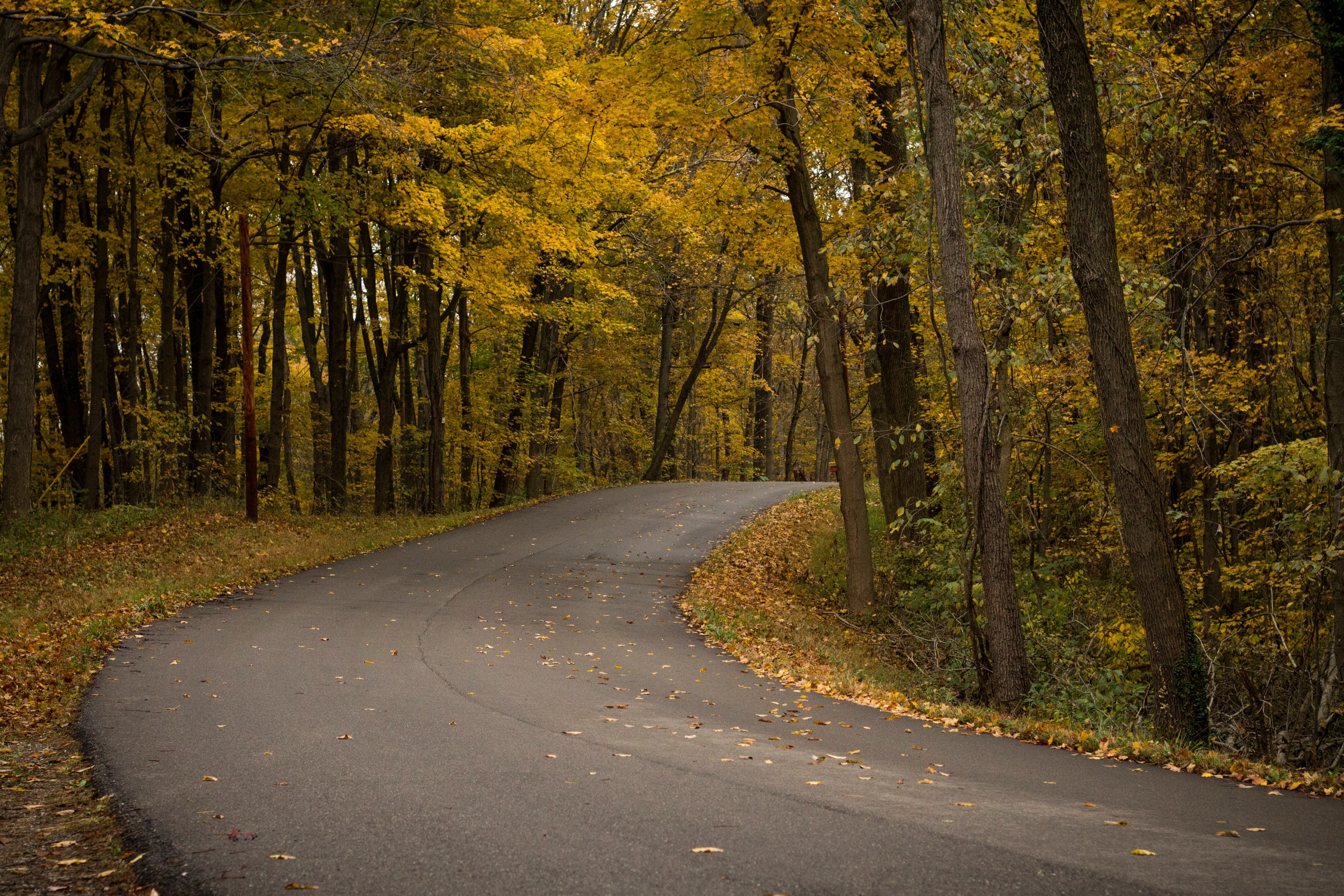 open road winds through autumn trees in a forest, yellow lane 4k, HD Wallpaper