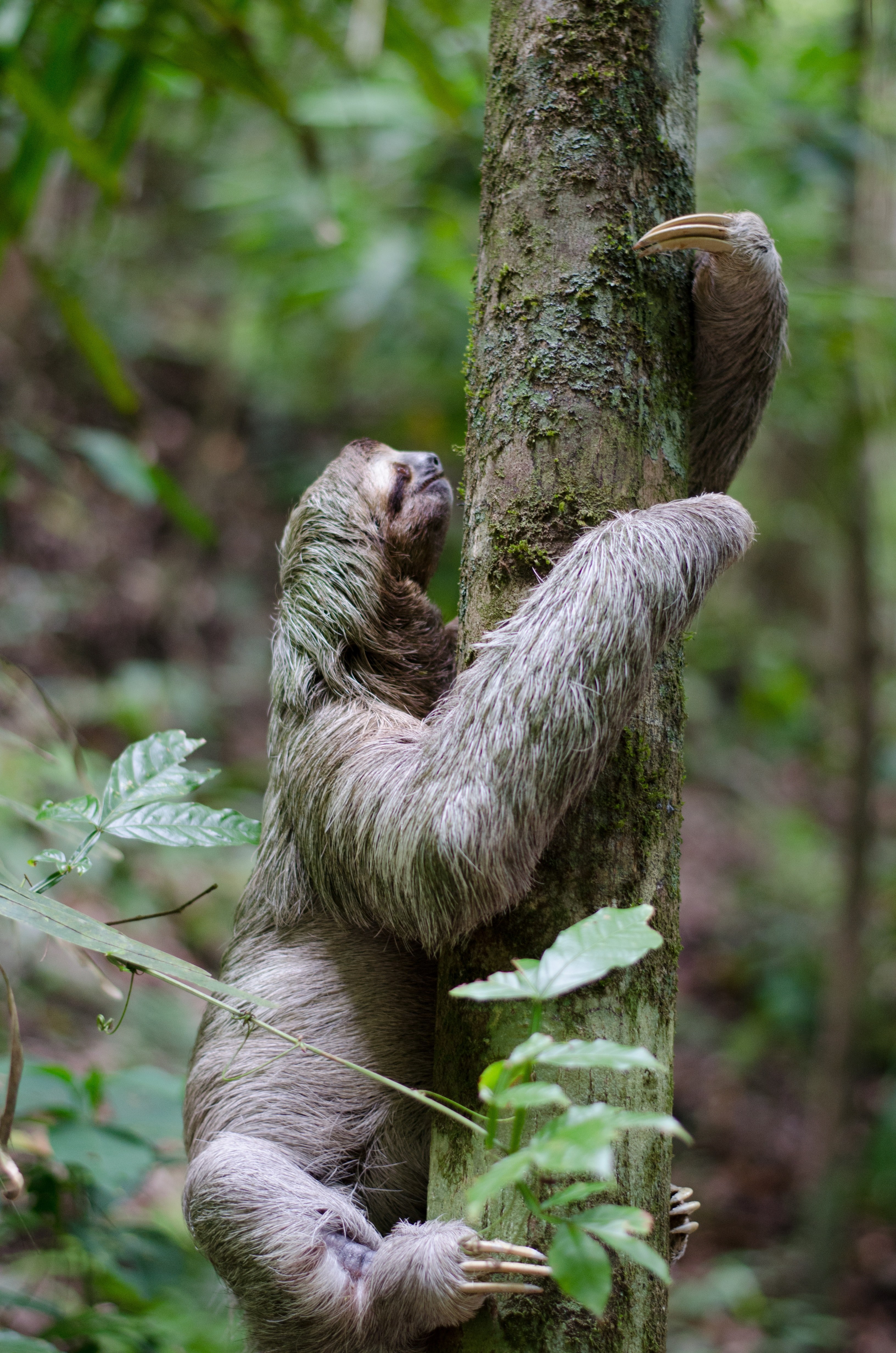sloth tree climbing and mammal hd, 4k, Phone HD Wallpaper
