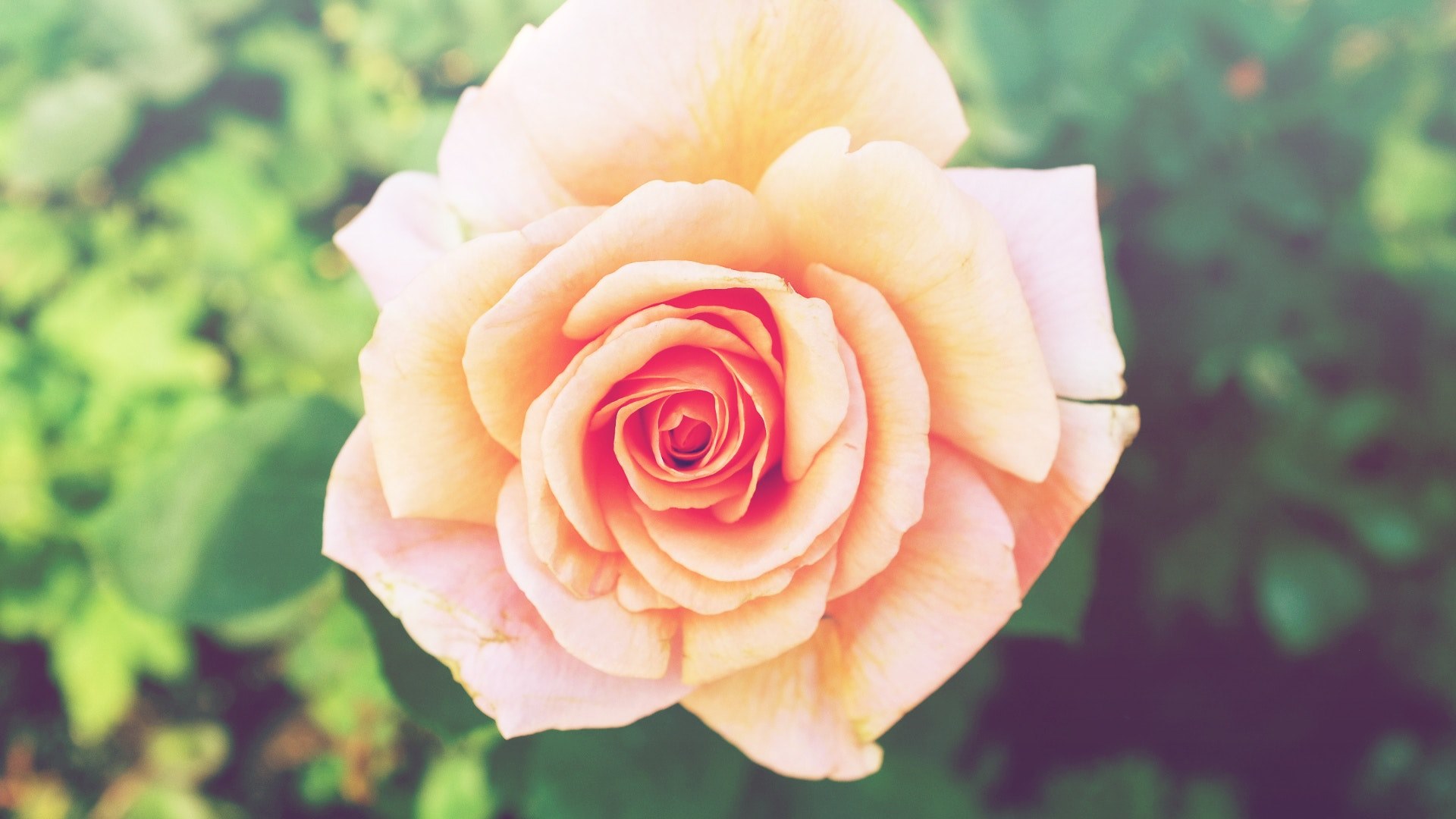 a light pink rose in full bloom, blooming rose 4k, HD Wallpaper
