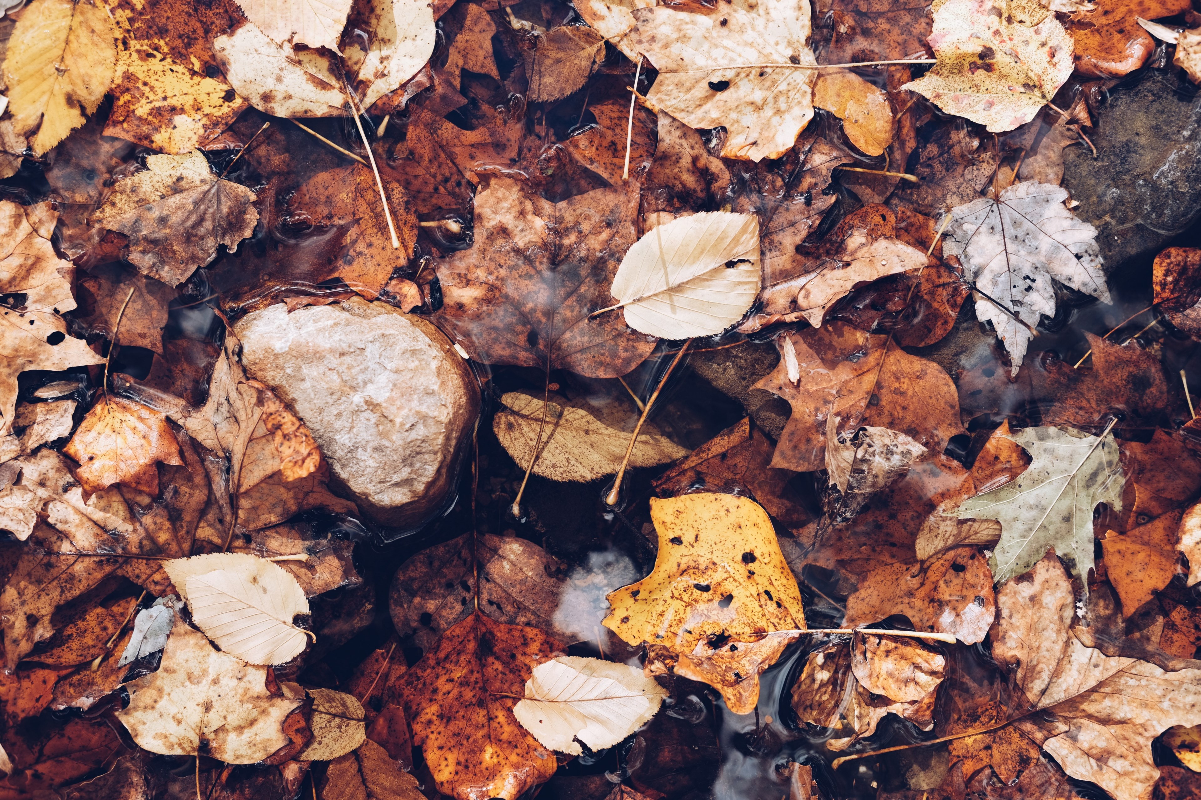 a closeup shot of a pile of leaves on the ground on top of rainwater, ground covered in leaves 4k, HD Wallpaper