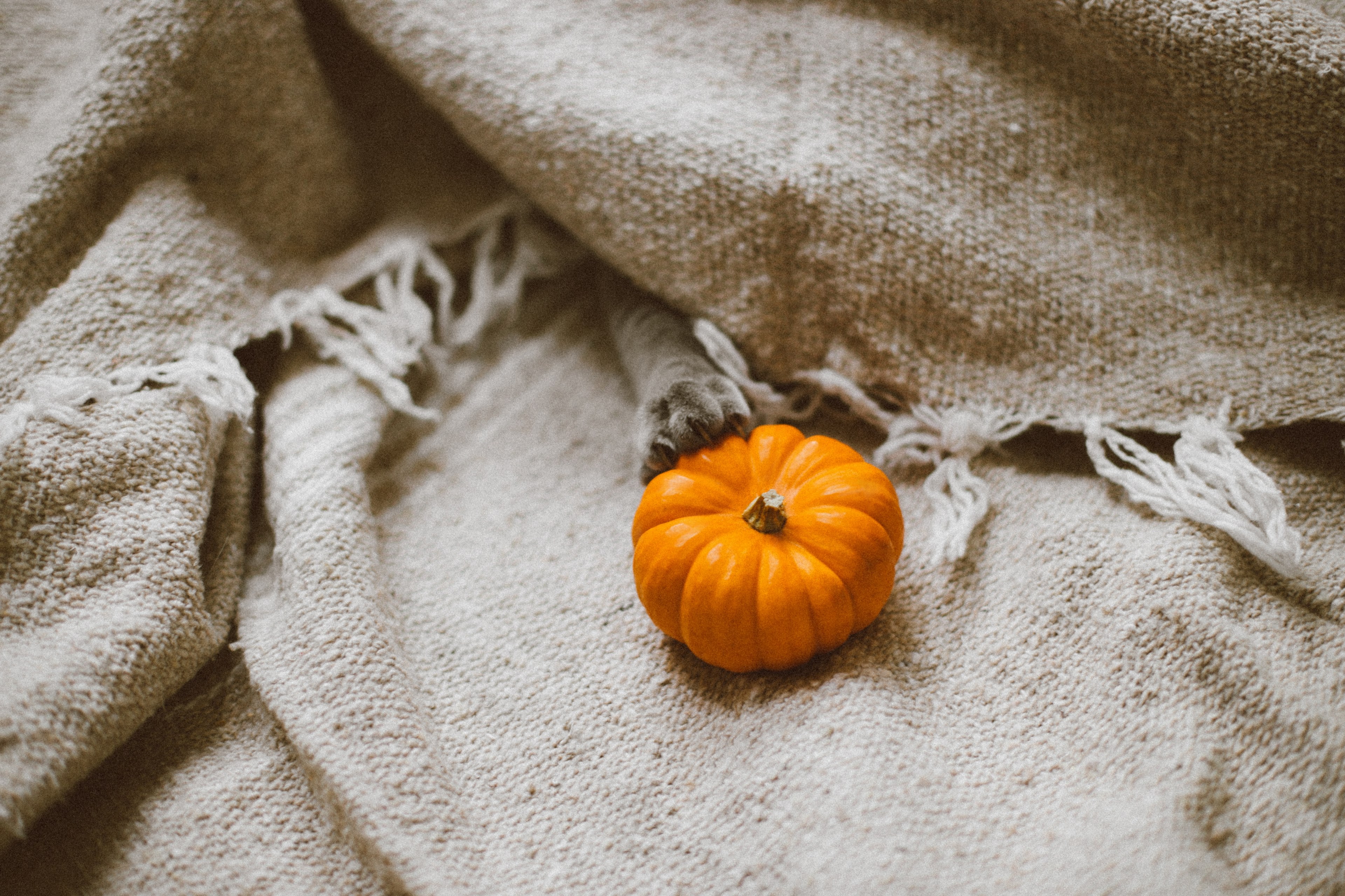 the paw of a cat and a tiny pumpkin with thick linen fabric in london, paw pumpkin linen fabric 4k, HD Wallpaper