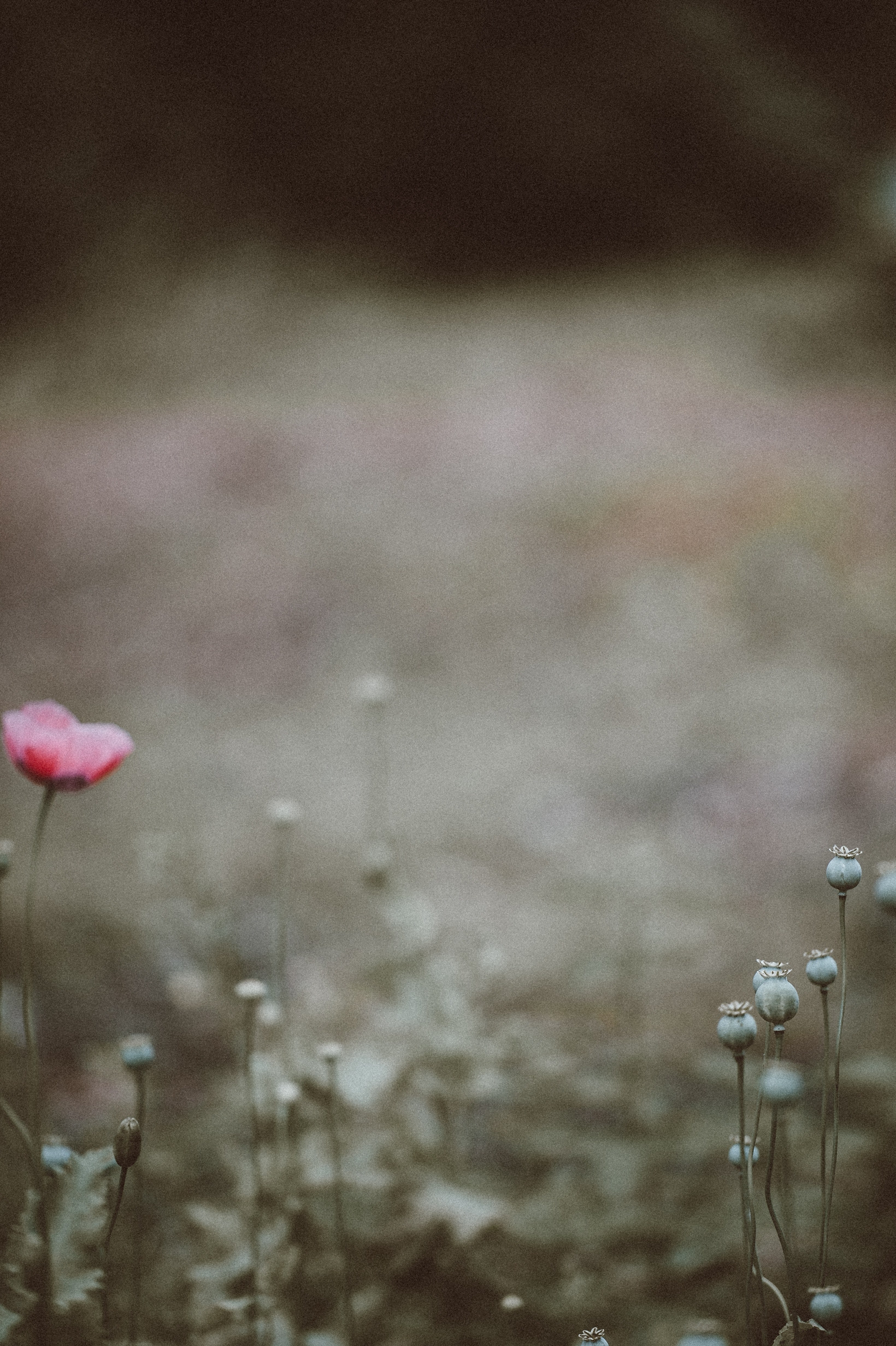 poppy flower plant and green hd, 4k, Phone HD Wallpaper