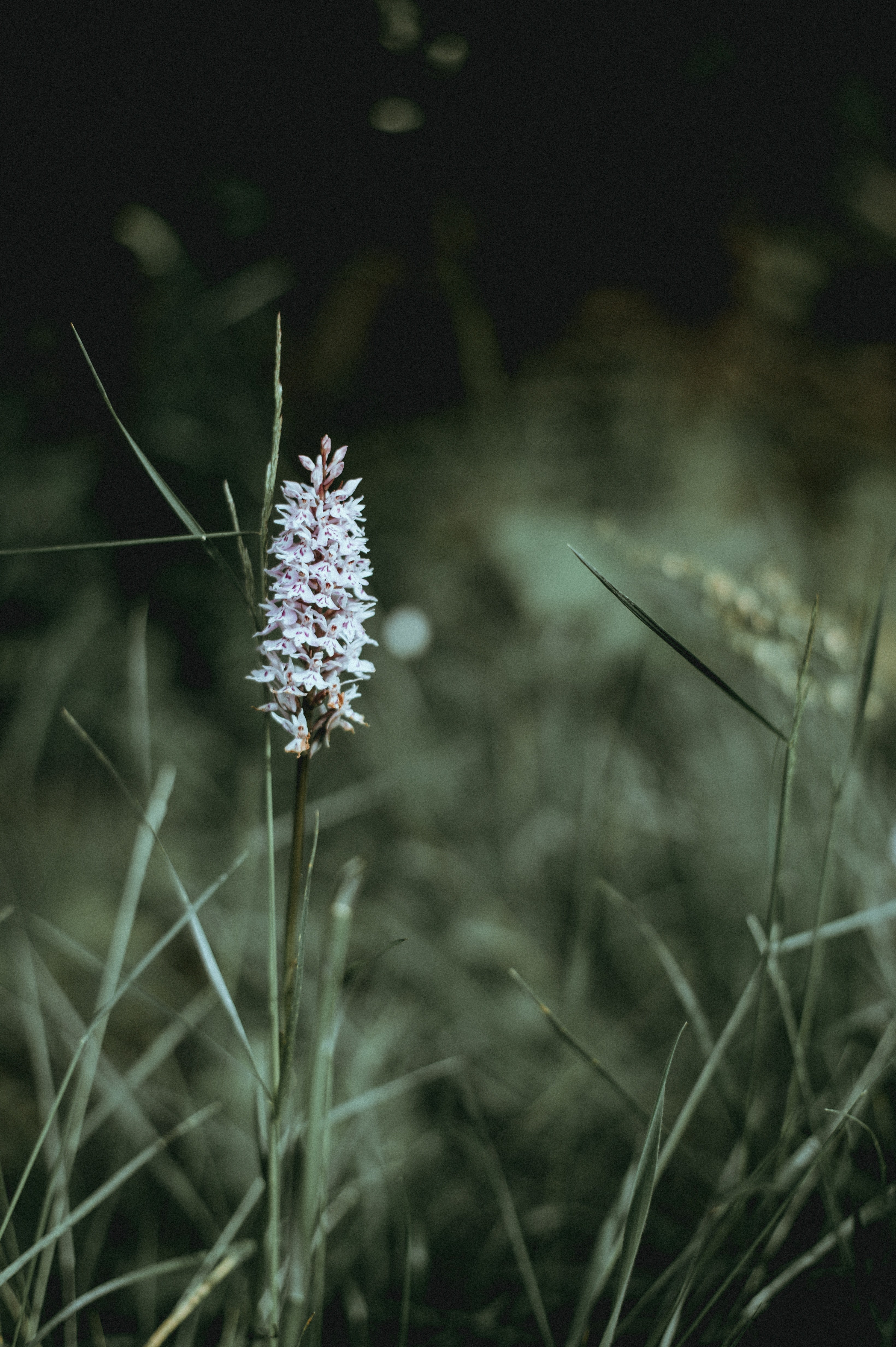 flower white flower green and mood hd, 4k, Phone HD Wallpaper