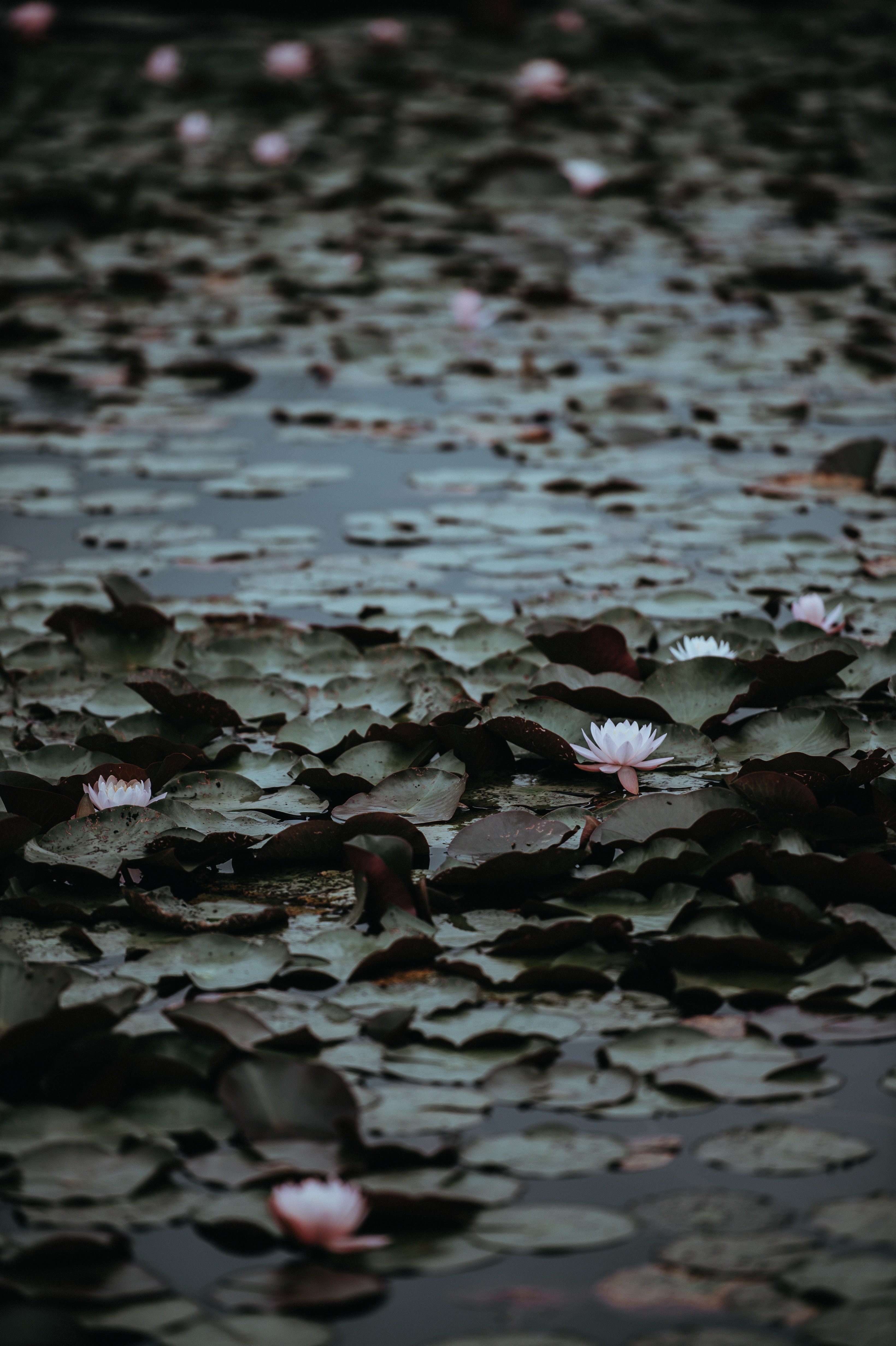 water pond lily and flower hd, 4k, Phone HD Wallpaper