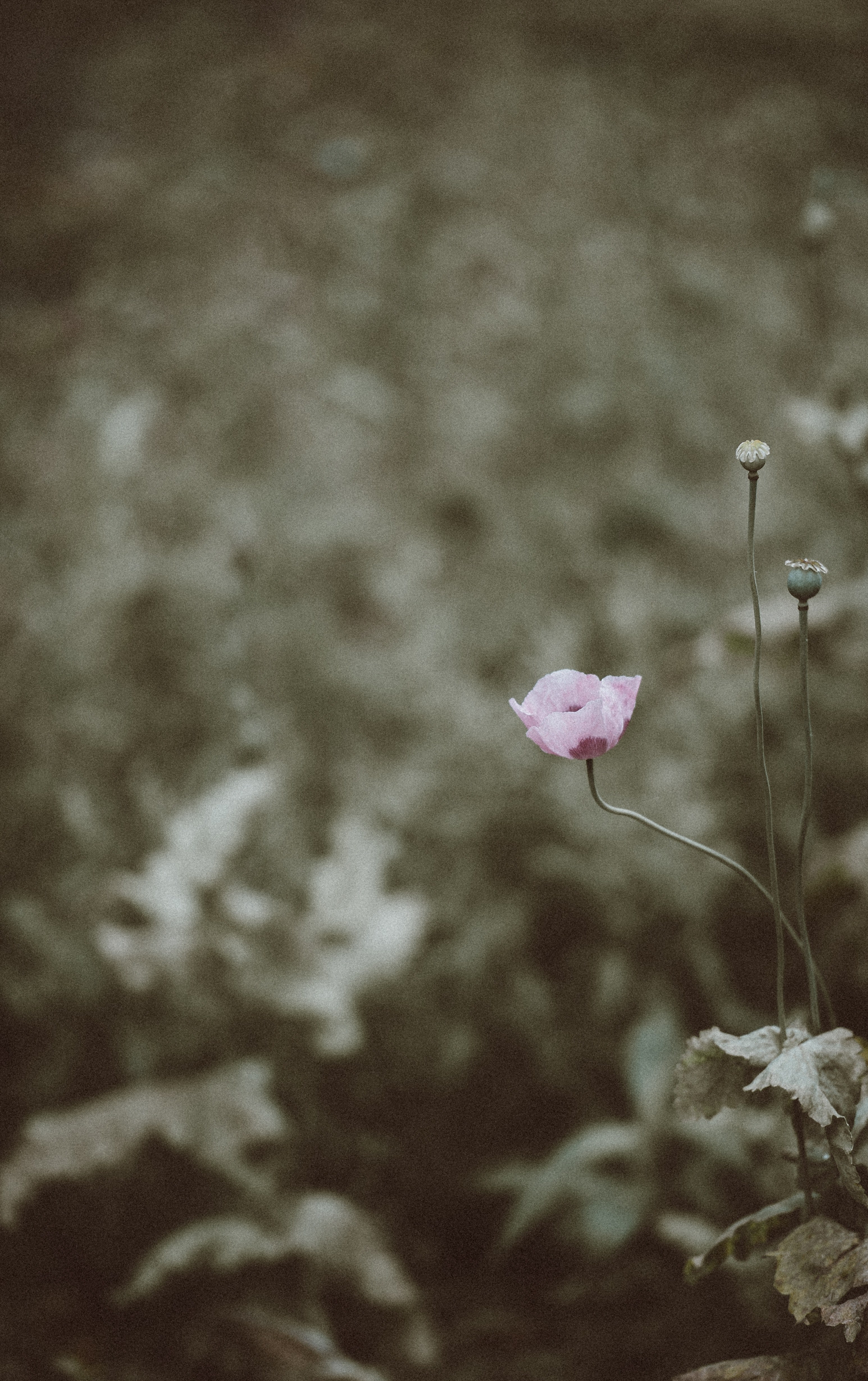 pale pink poppy 4k, Phone HD Wallpaper