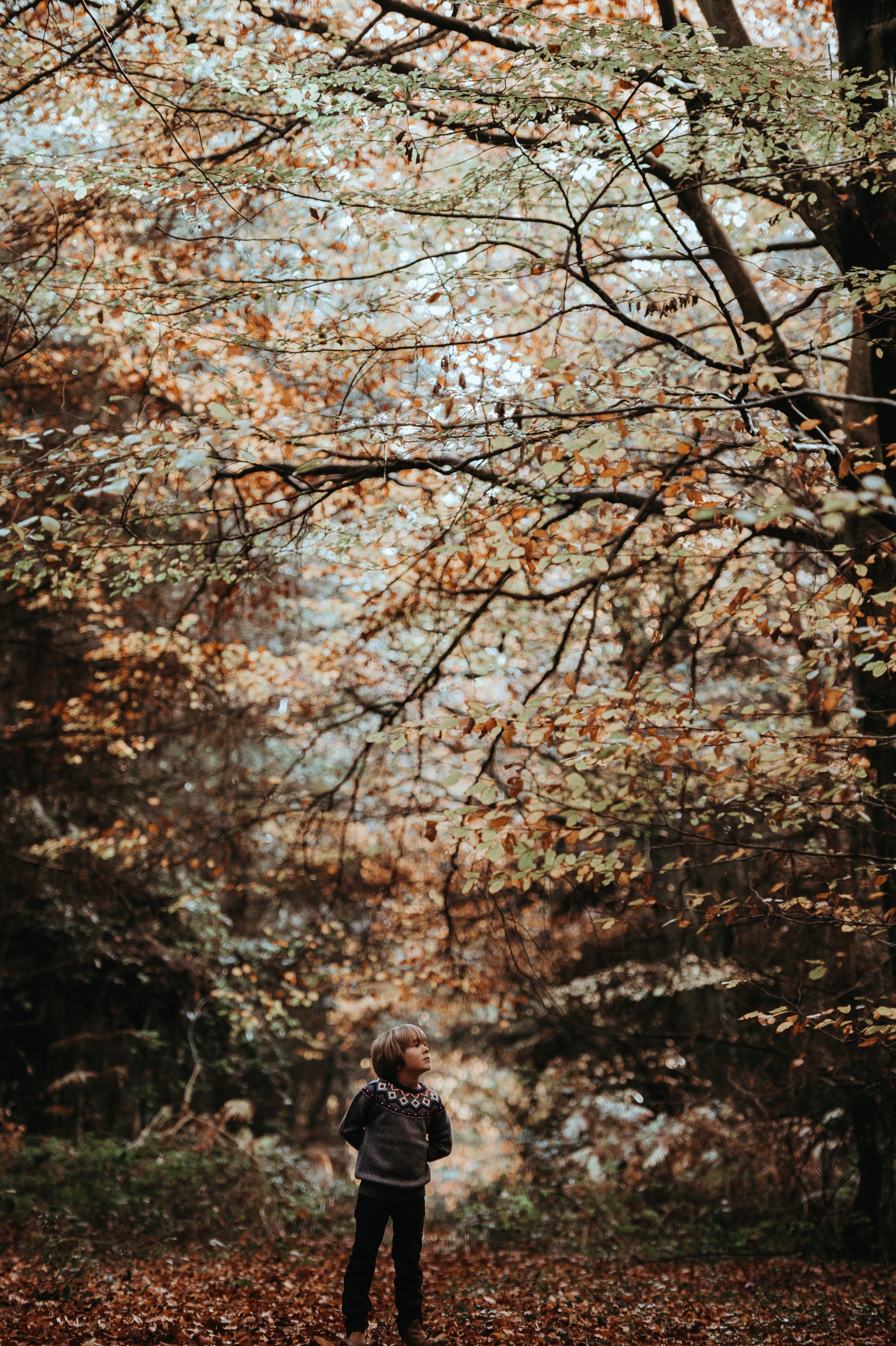 child in woods 4k, Phone HD Wallpaper