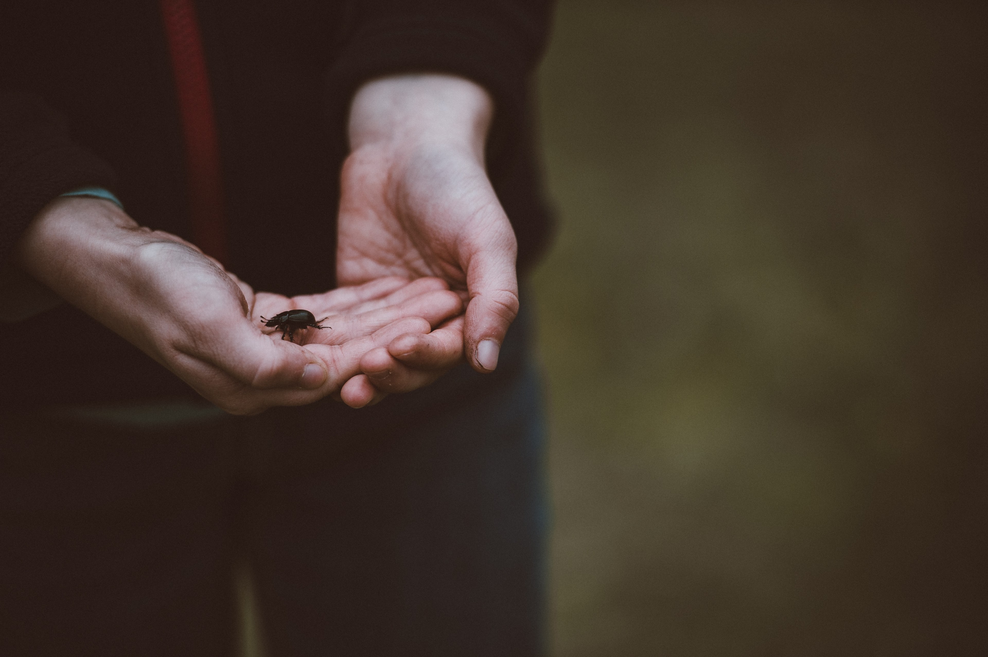 hand holding beetle and fingers 4k, HD Wallpaper