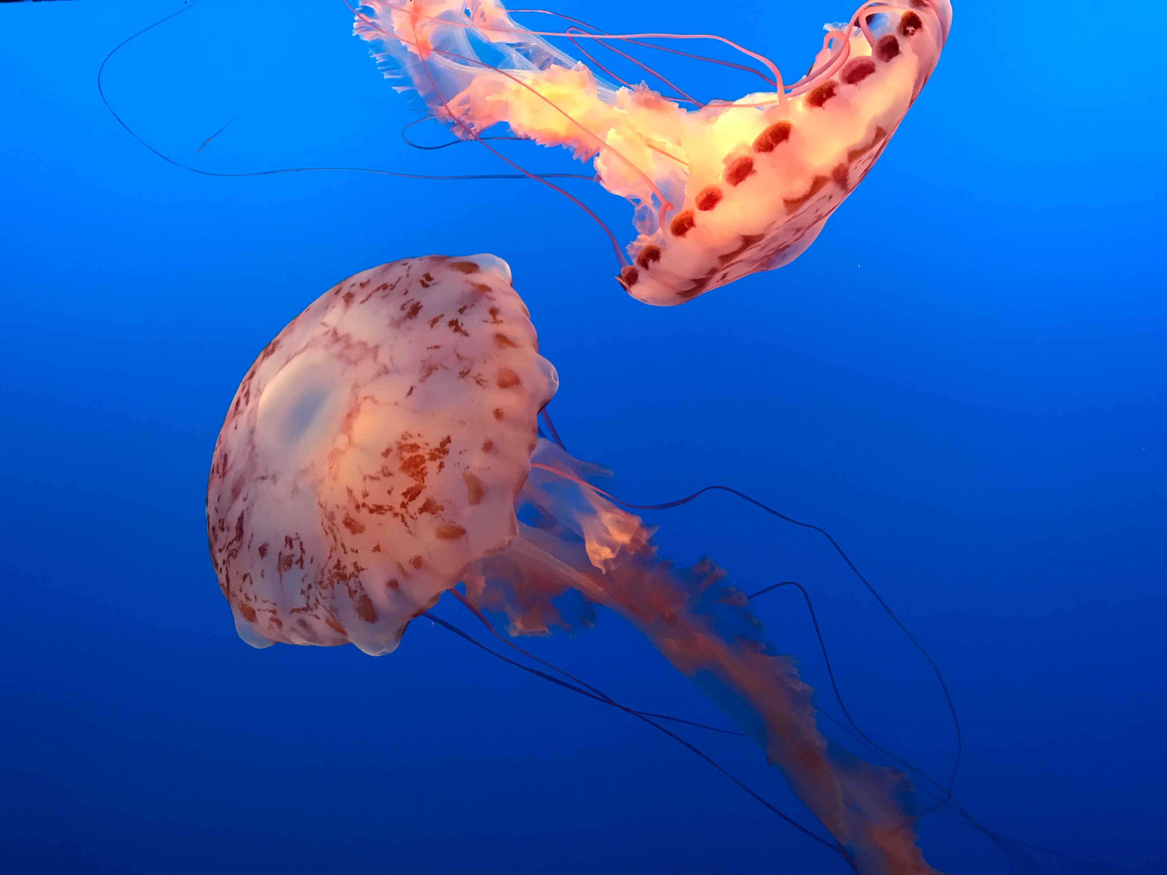 delicate orange jelly fish swim gracefully in the blue ocean, jellyfish 4k, HD Wallpaper