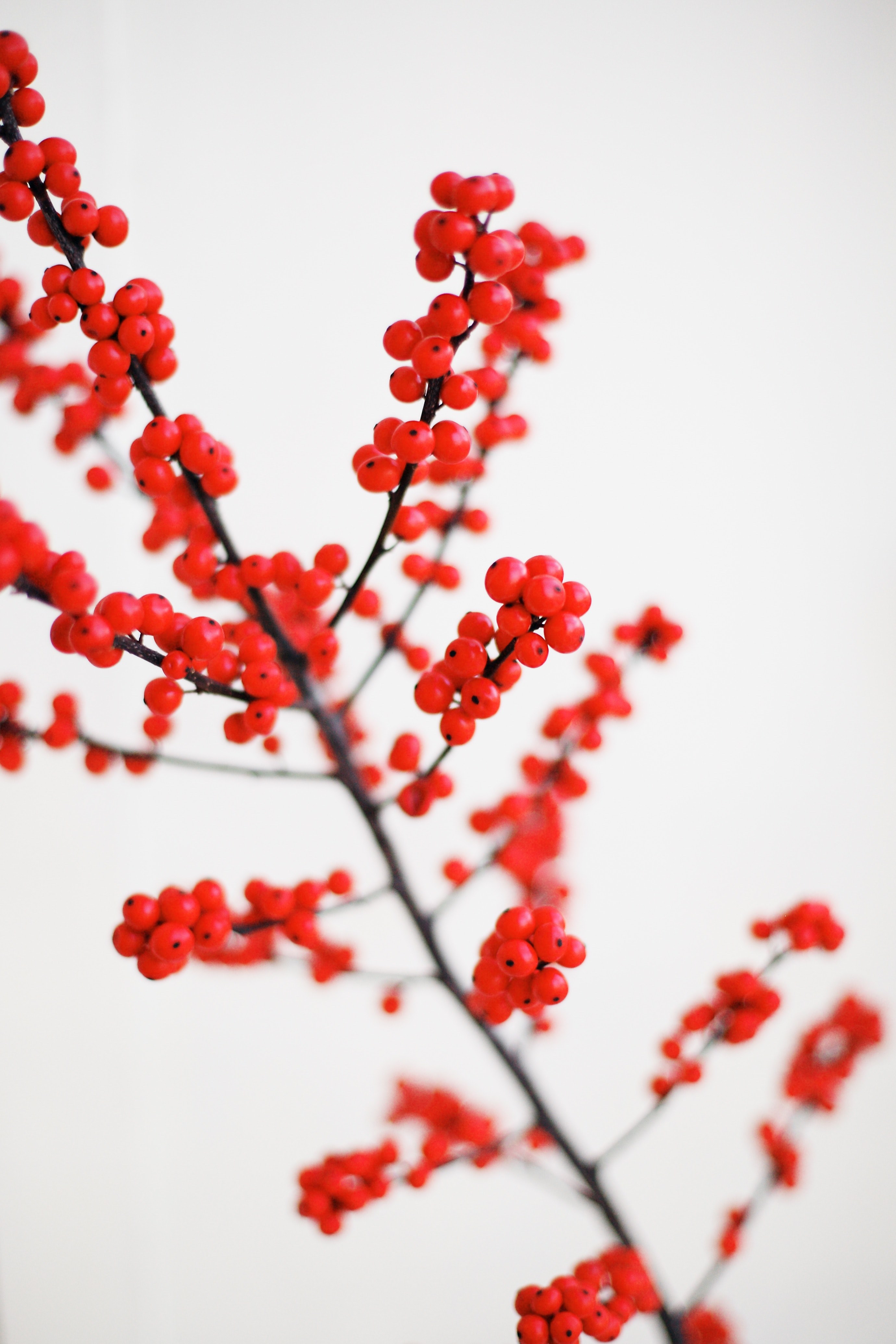 a branch covered in ripe red berries against a white background, red berry branch on white 4k, Phone HD Wallpaper
