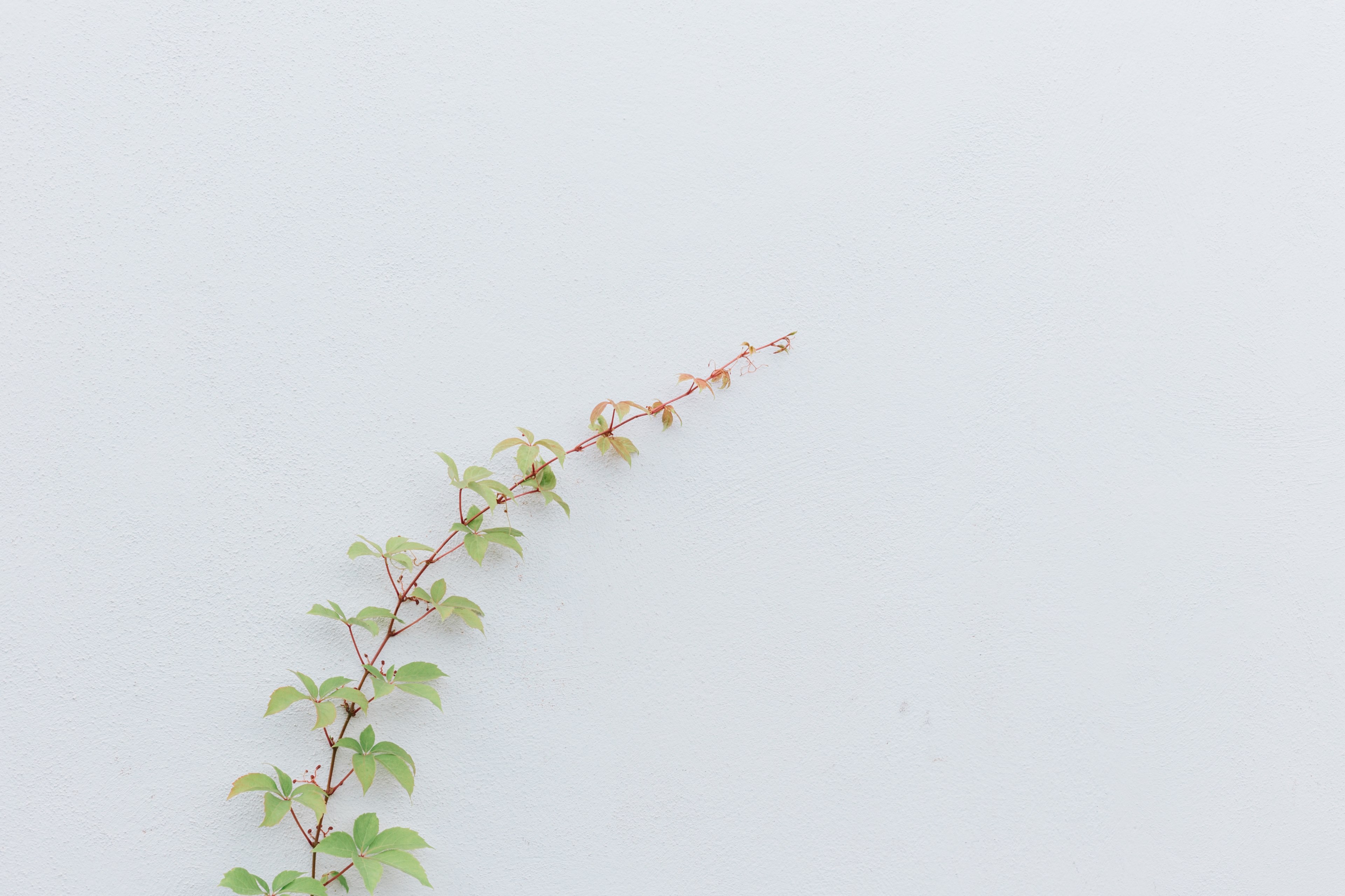 vine in salina aeolian islands 4k, HD Wallpaper