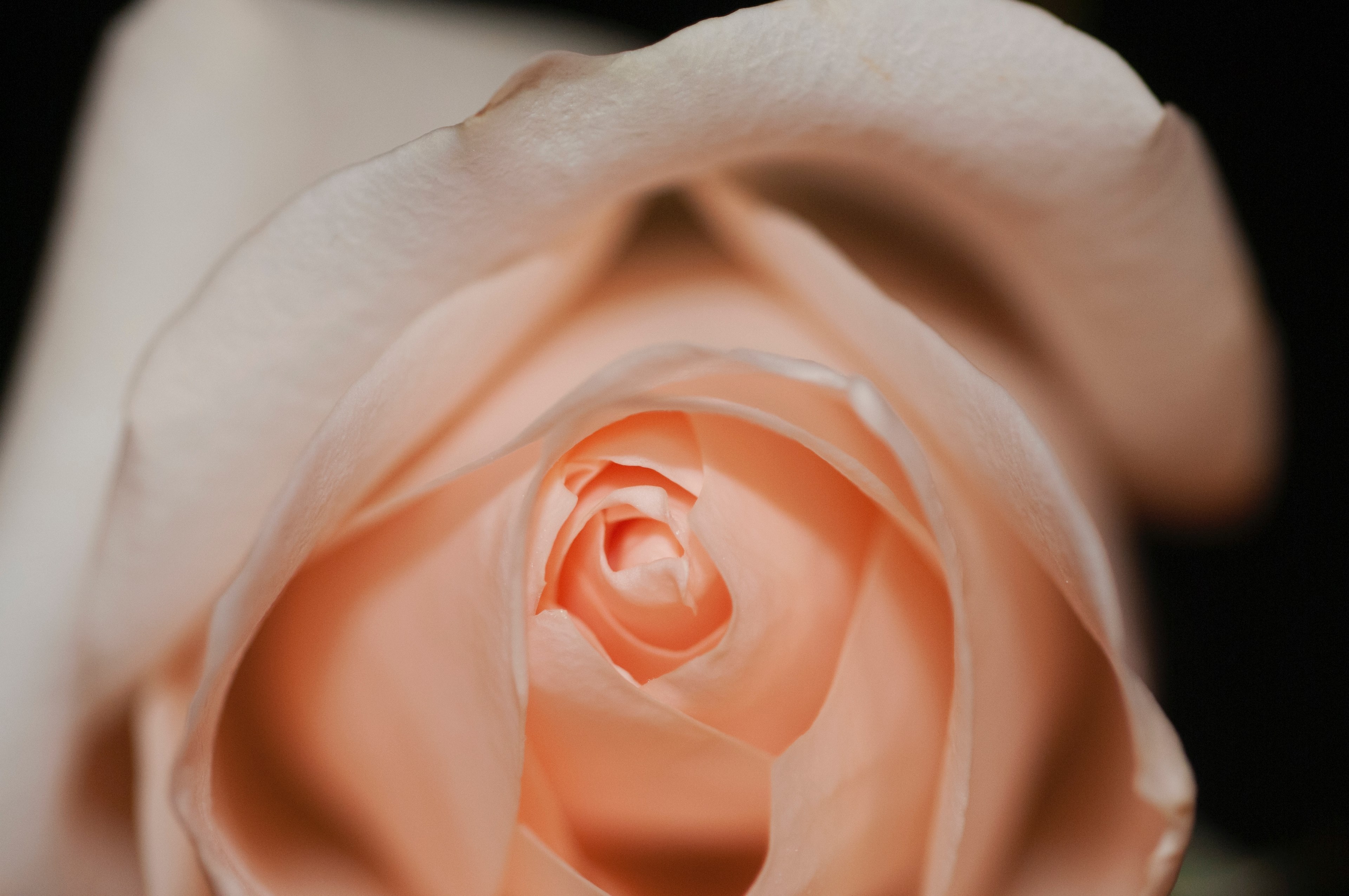 a macro shot of a pink rose, silky smooth petals 4k, HD Wallpaper